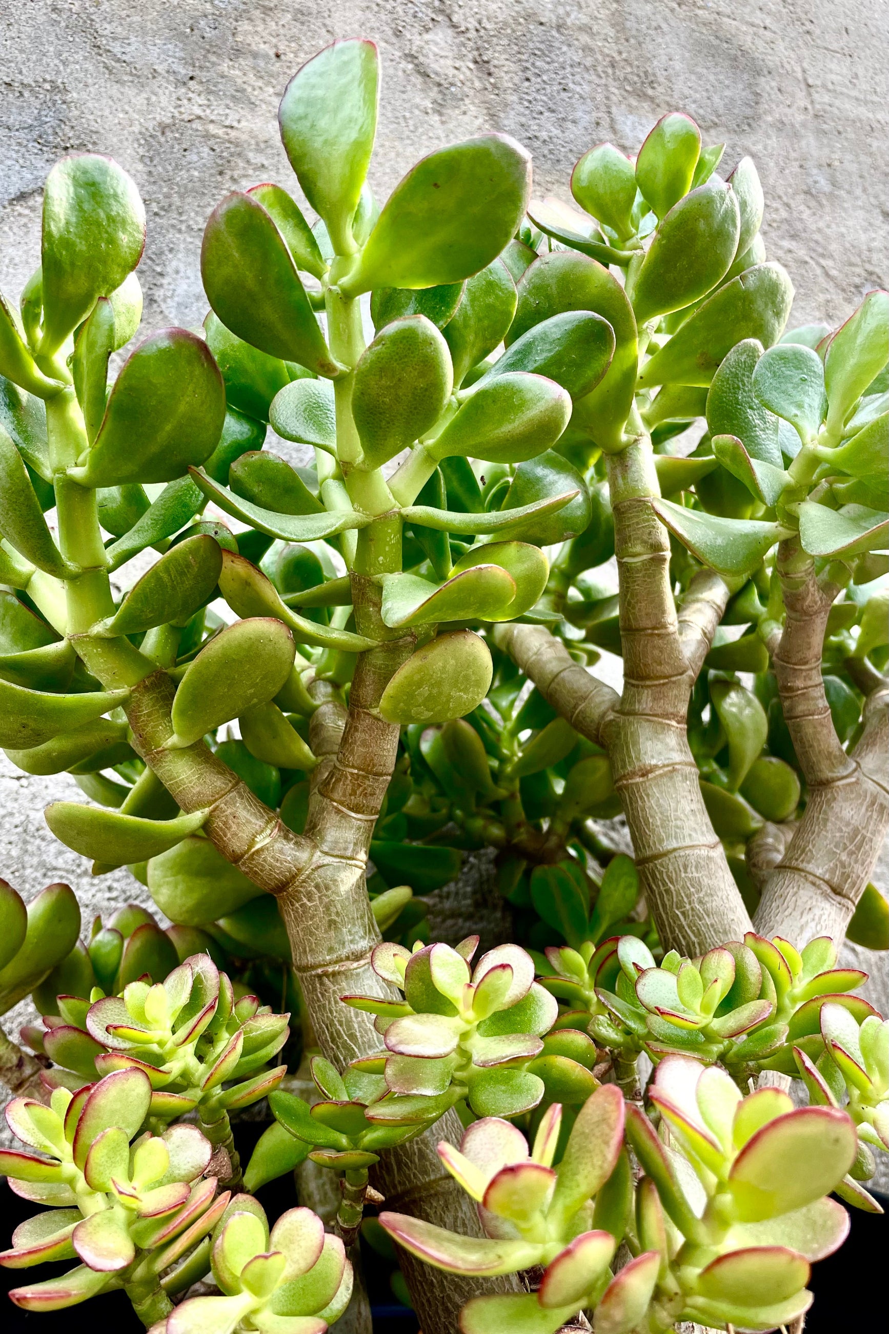 detail of Crassula ovata “Jade" #5 against a grey wall