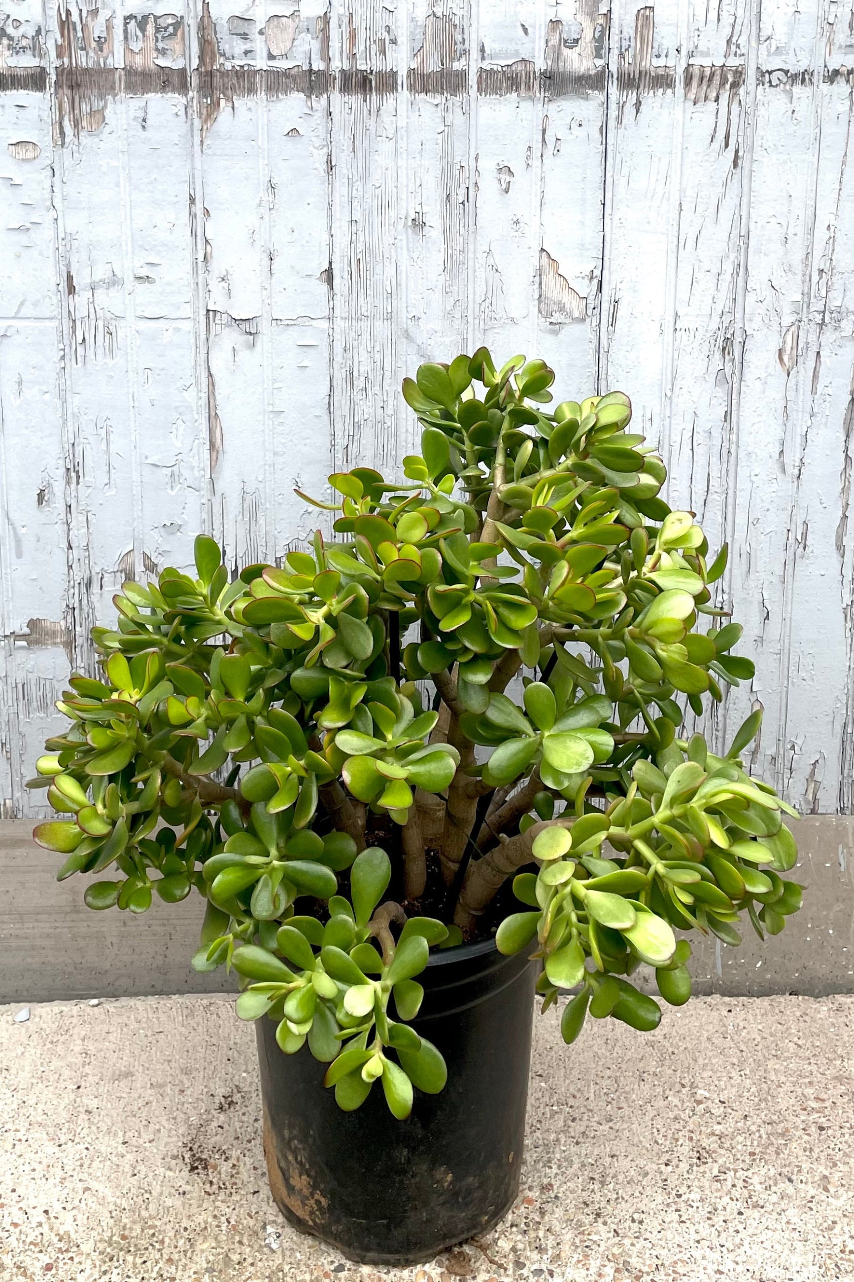 Crassula ovata in a #5 growers pot against a grey wood wall at Sprout-home. 