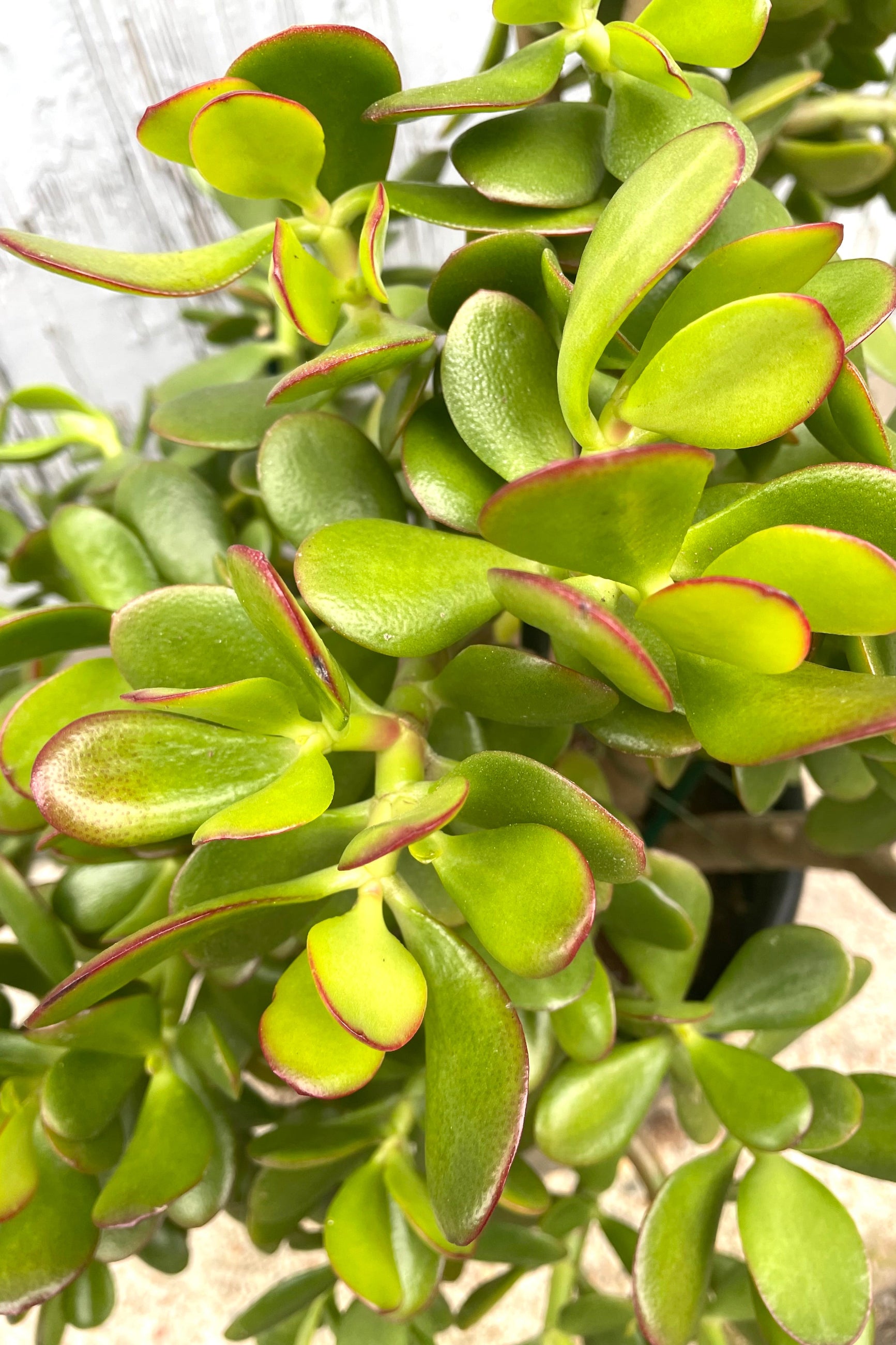 A detail picture of the round thick green leaves of the Crassula ovata at Sprout-home. 