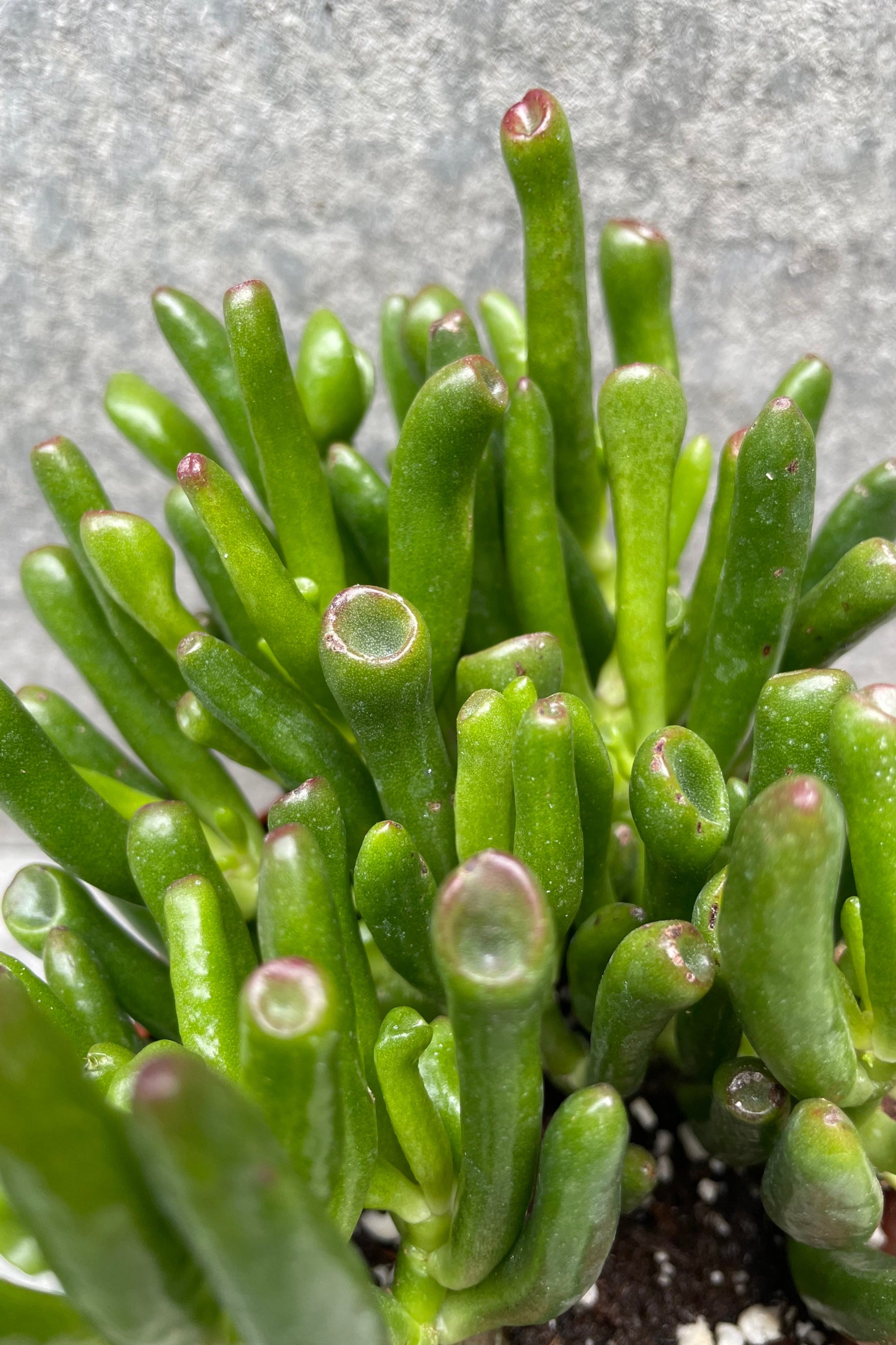Detailed photo of the plump figure shaped leaves of the Crassula ovata 'Gollum'