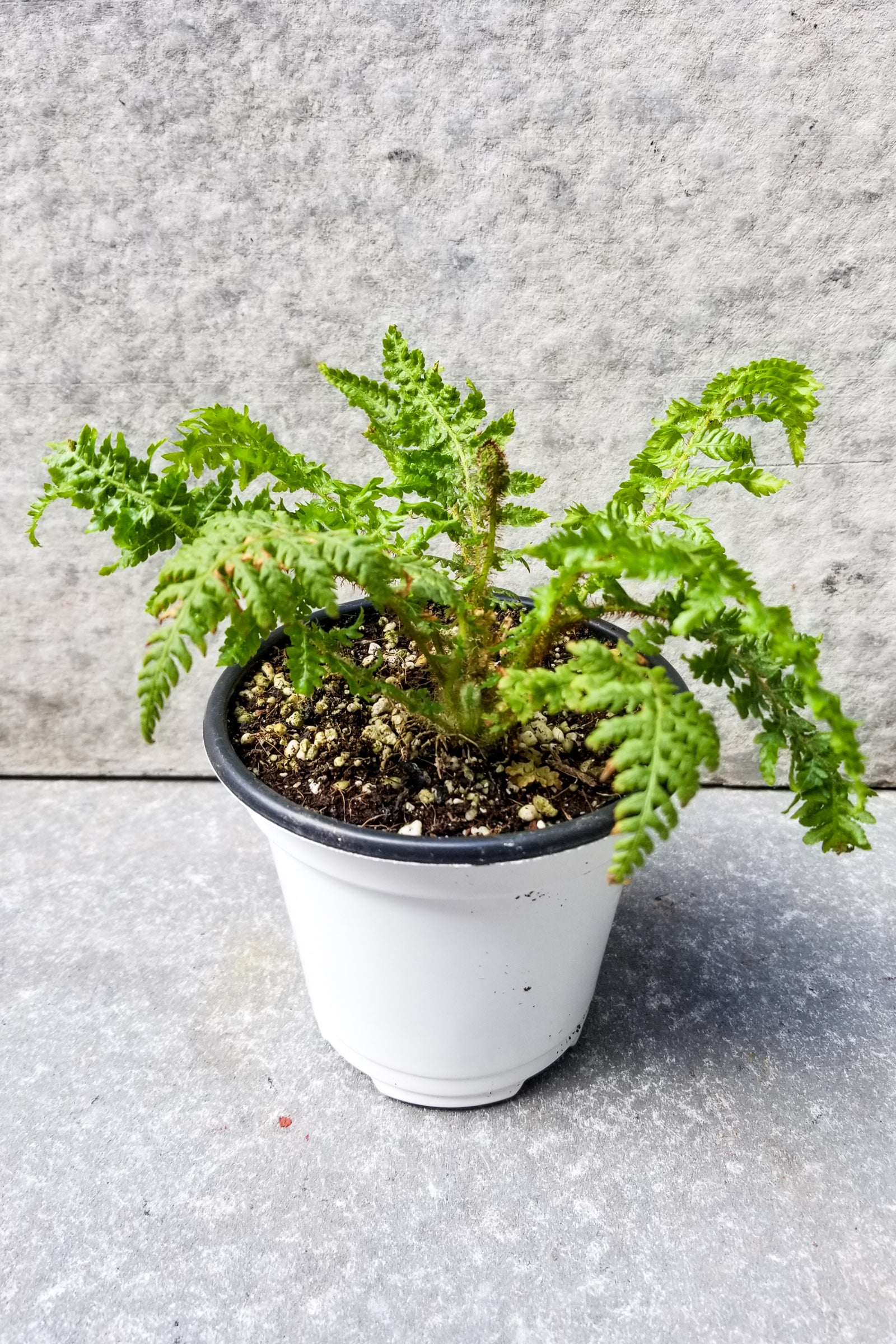Cyathea cooperi "Australian Tree Fern" 4"