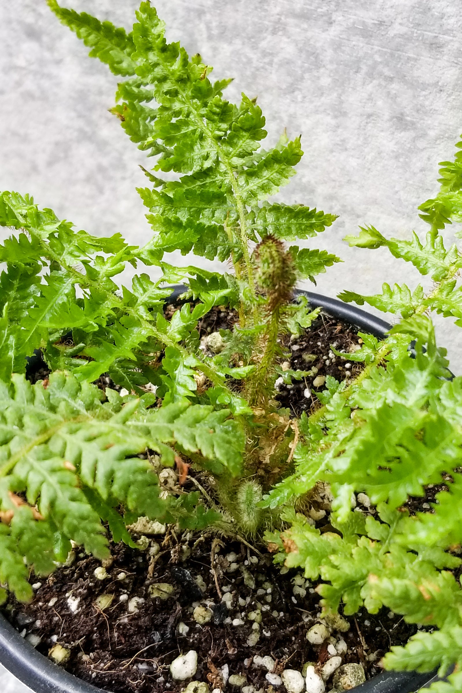 Cyathea cooperi "Australian Tree Fern" 4"