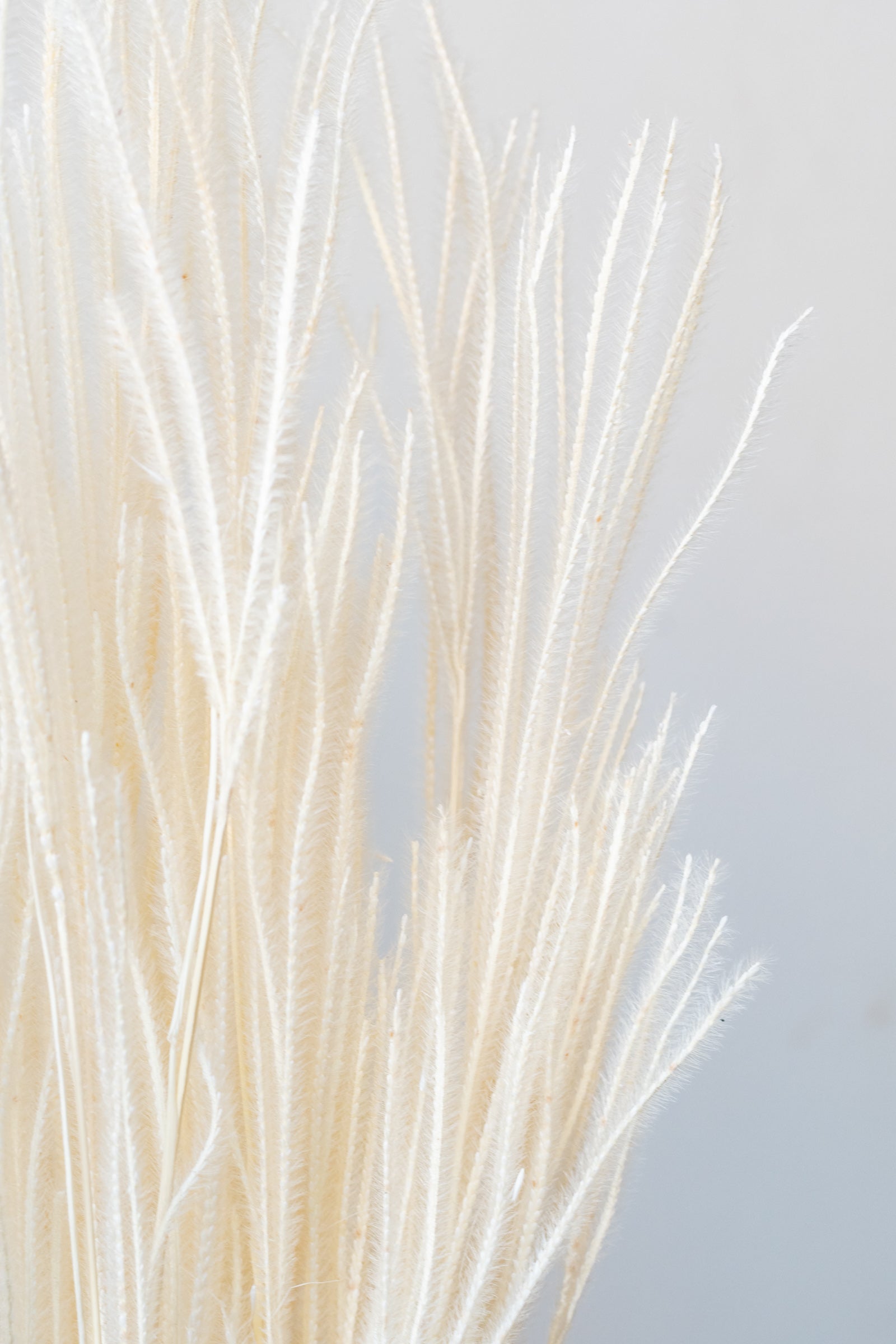 Close up of Ouro Bleached Pastel Preserved Bunch in front of white background