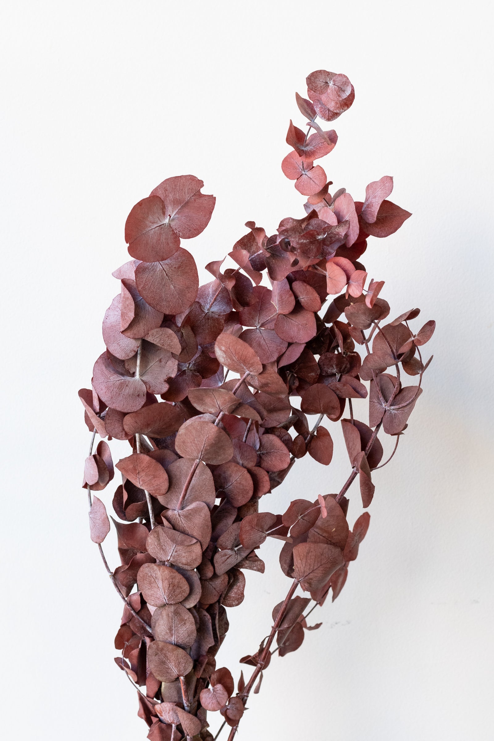 Eucalyptus Spiral Burgundy Color Preserved Bunch in front of white background