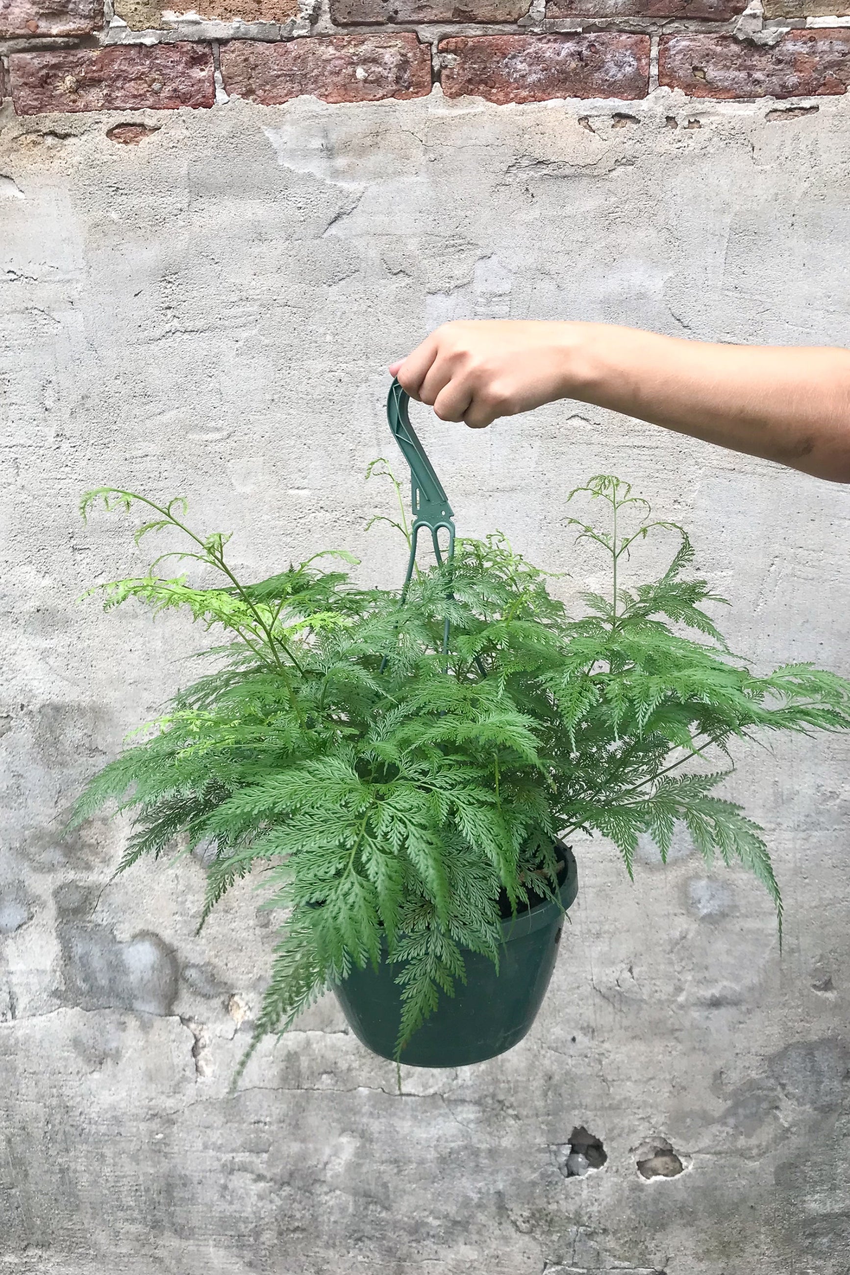 Davallia canariensis "Deer foot Fern" 8"