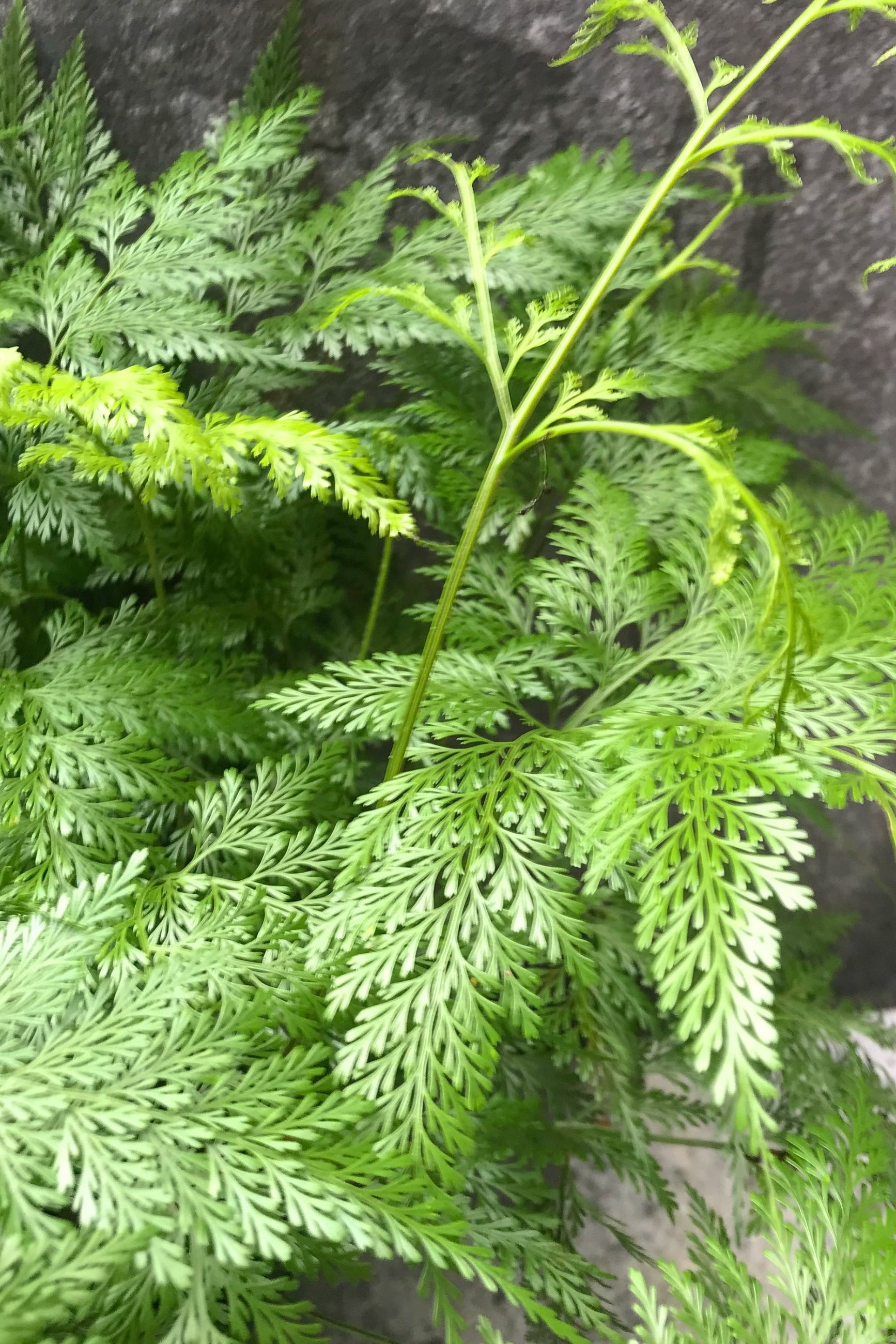 Davallia canariensis "Deer foot Fern" 8"