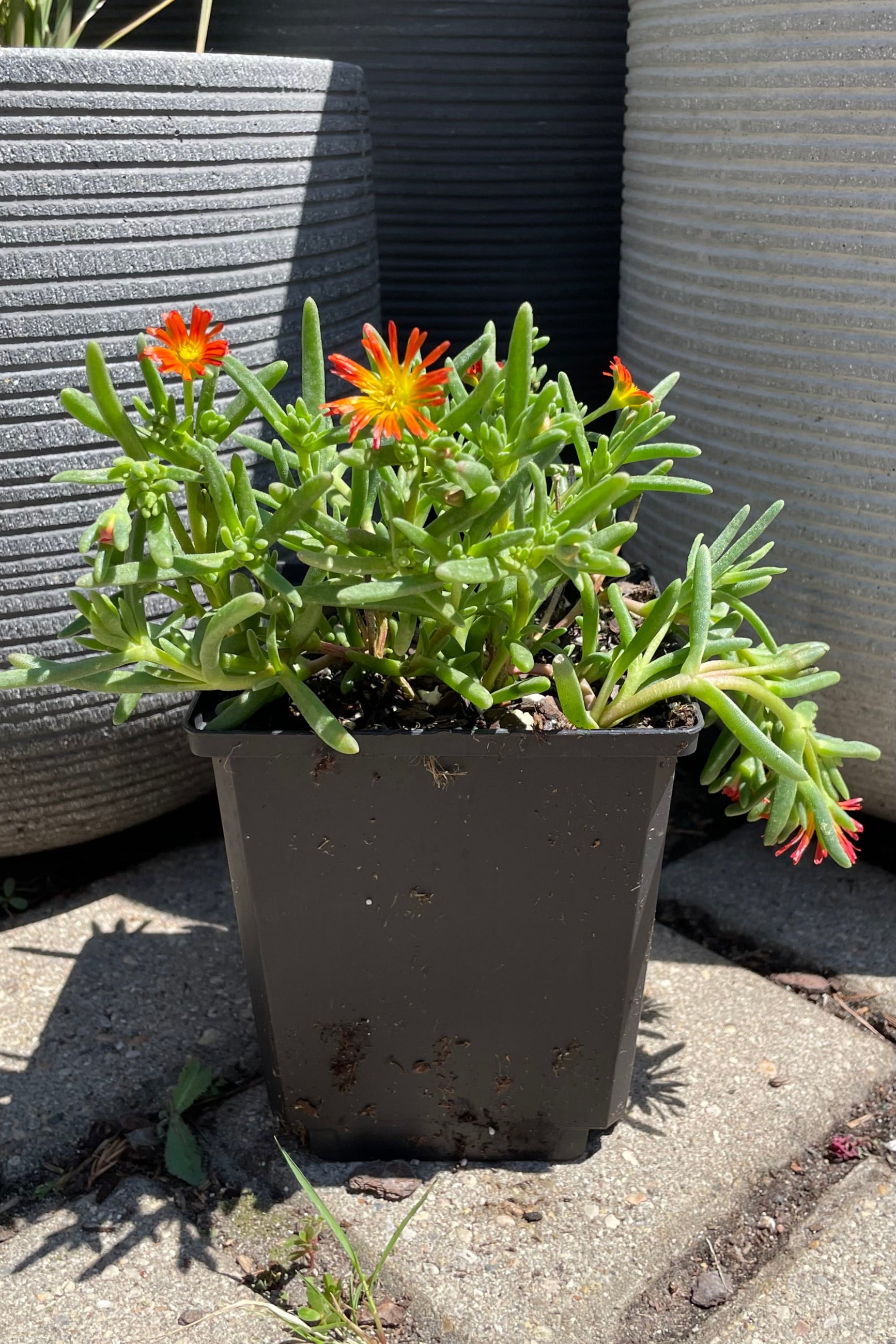 Delosperma 'Delmara Orange' ice plant in bloom mid July with its orange flowers above the succulent leaves in a 4" growers pot at Sprout-home. ©Sprout Home