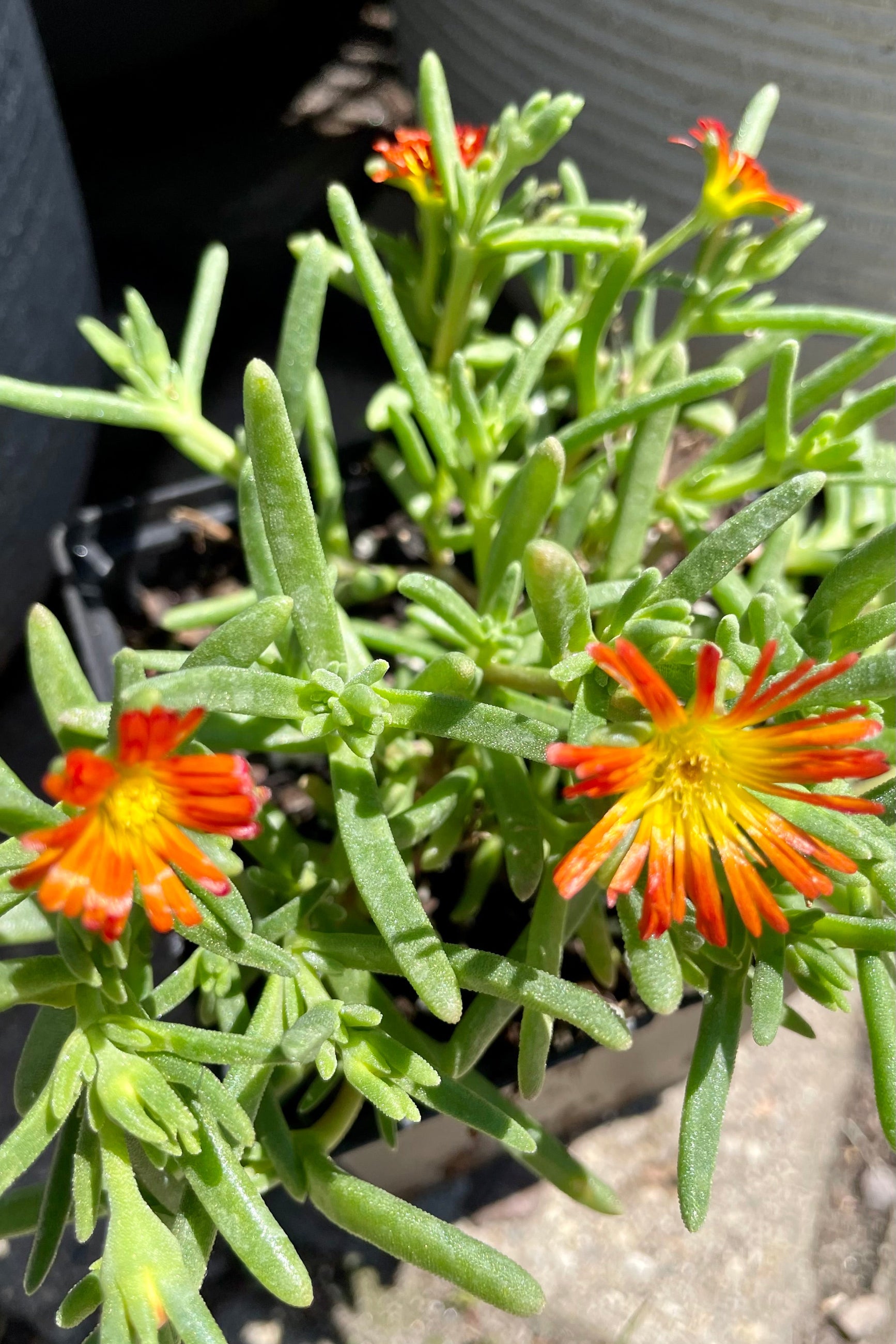 The vibrant orange flowers of the 'Delmara Orange' ice plant above its succulent foliage in mid July at Sprout-home. ©Sprout Home
