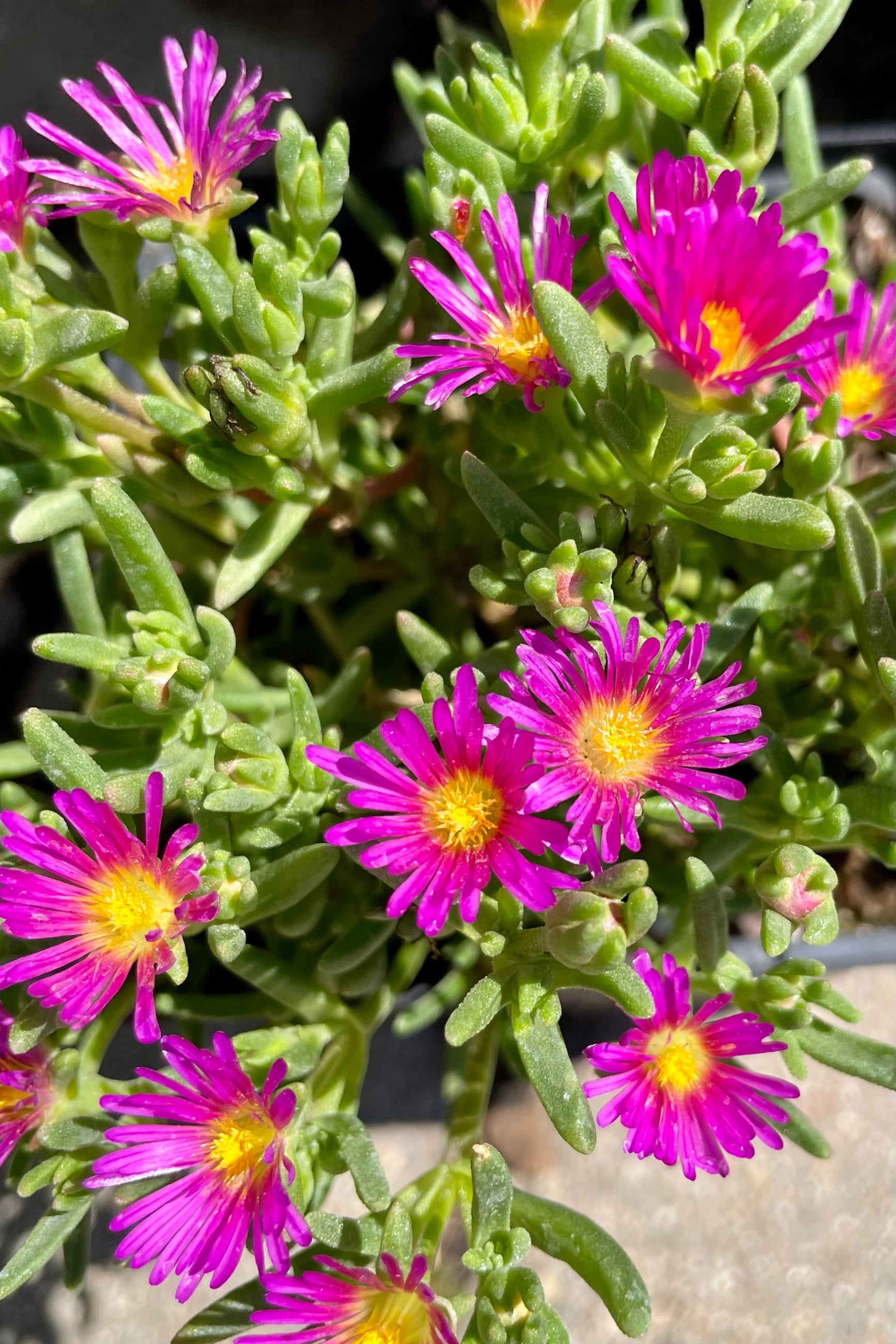 The neon pink flowers of the Delosperma 'Delmara Pink' ice plant the middle of July at Sprout-home. ©Sprout Home
