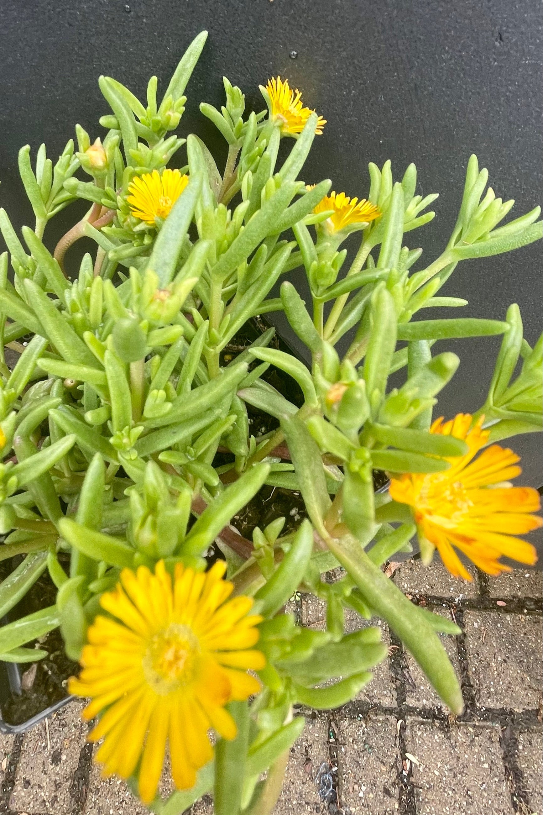 The bright yellow daisy like flowers of the Delosperma 'Delmara Yellow' perennial the end of May in the Sprout-home yard against a black wall.  ©Sprout Home