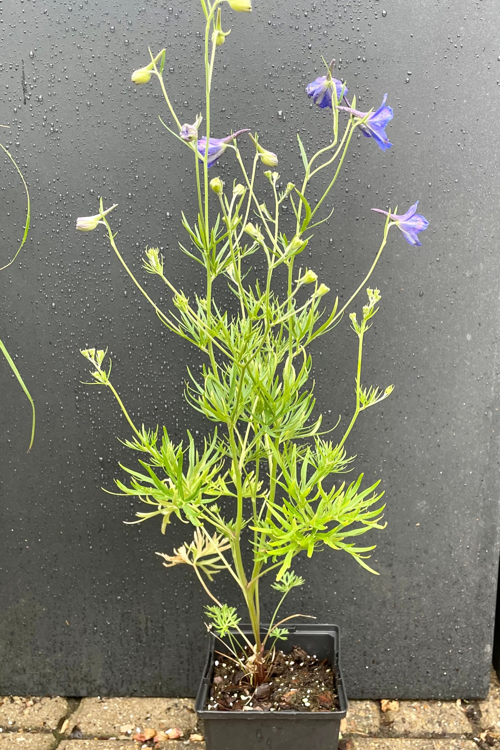 The cobalt blue flowers of the Delphinium 'Blue Butterfly' in bloom the end of May at Sprout-home in a 4.5" growers pot against a black background. ©Sprout Home