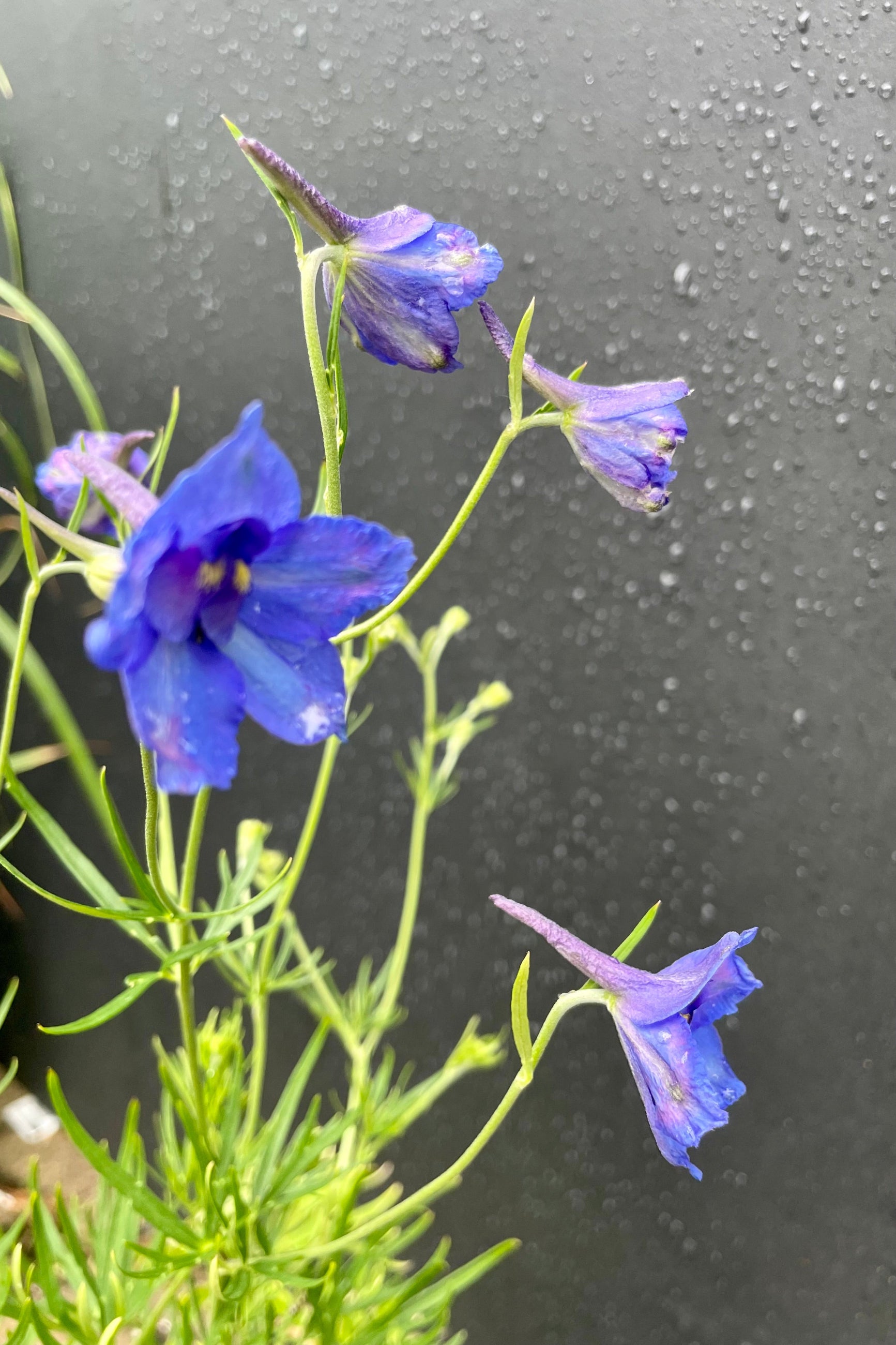 The cobalt blue flowers of the Delphinium 'Blue Butterfly' in bloom the end of May at Sprout-home against a black background. ©Sprout Home