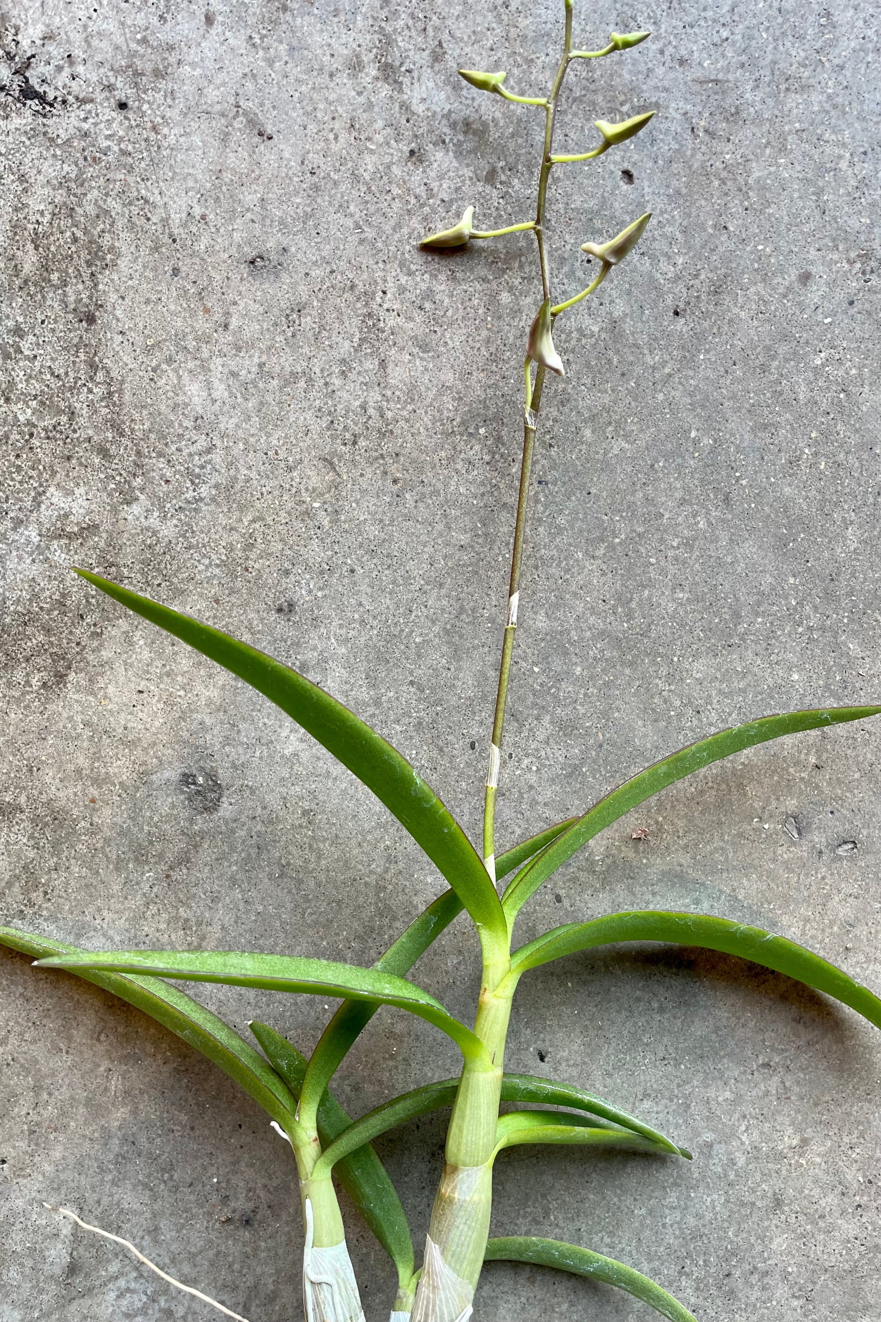 Dendrobium orchid 'Cherry Dance' in bud form at Sprout-home.