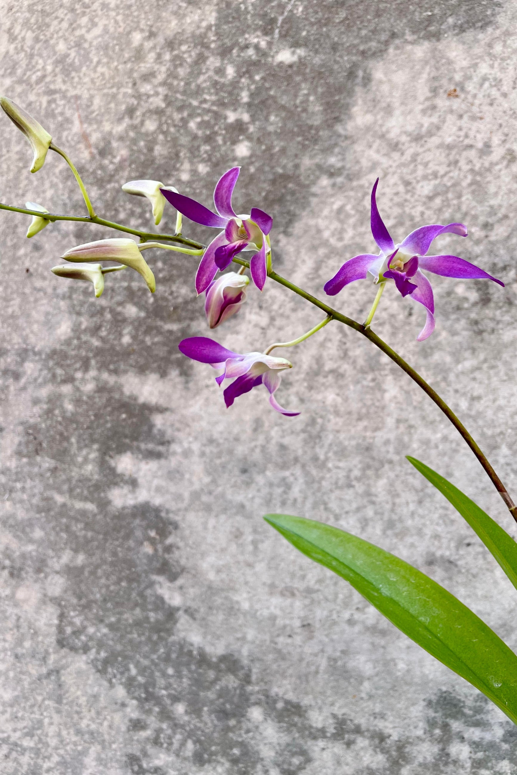 A detailed look at the Dendrobium orchid's bloom.