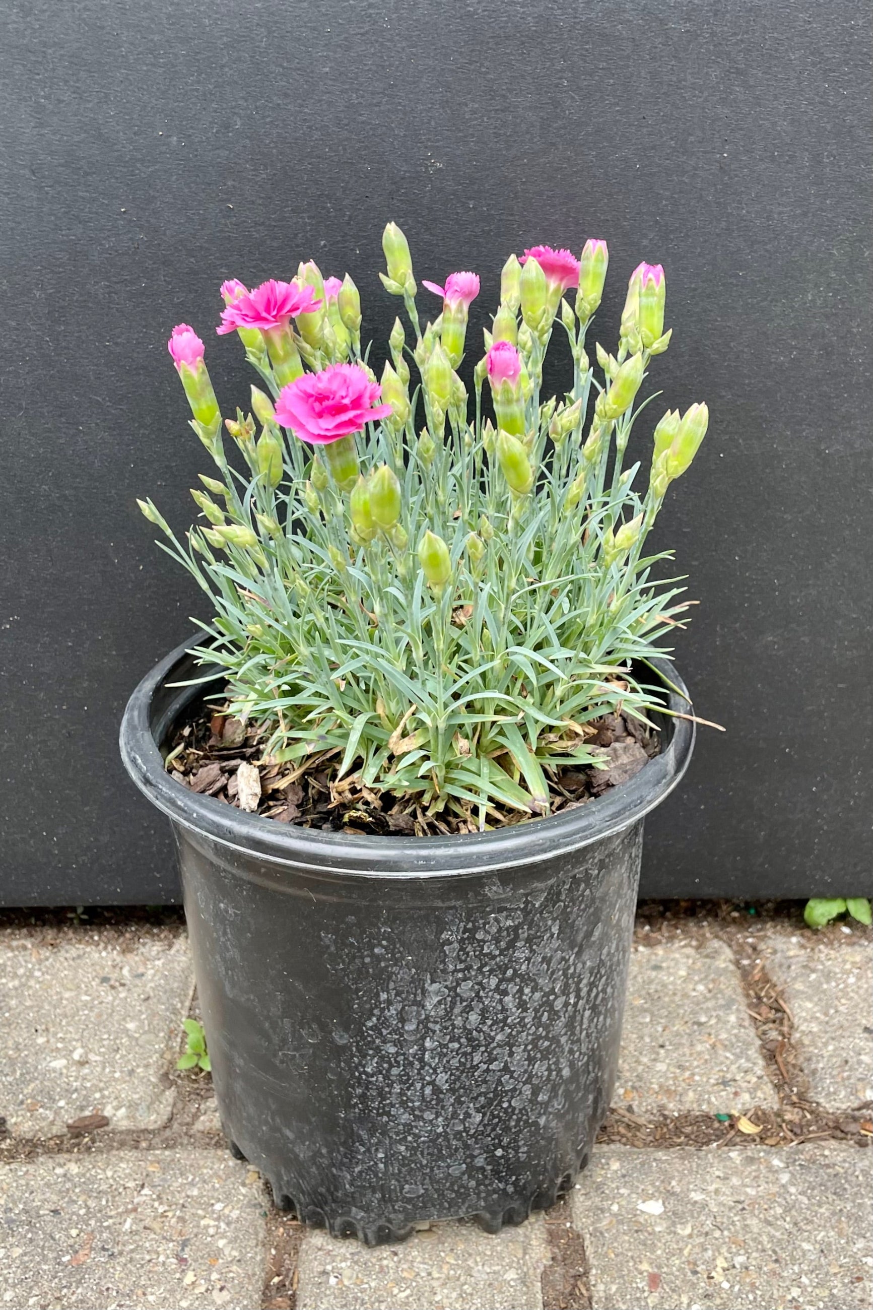 #1 growers pot of Dianthus 'Double Bubble' perennial in bud and bloom the beginning of June showing the bright double pink flowers on top of blue green foliage in front of a black backdrop at Sprout-home. ©Sprout Home