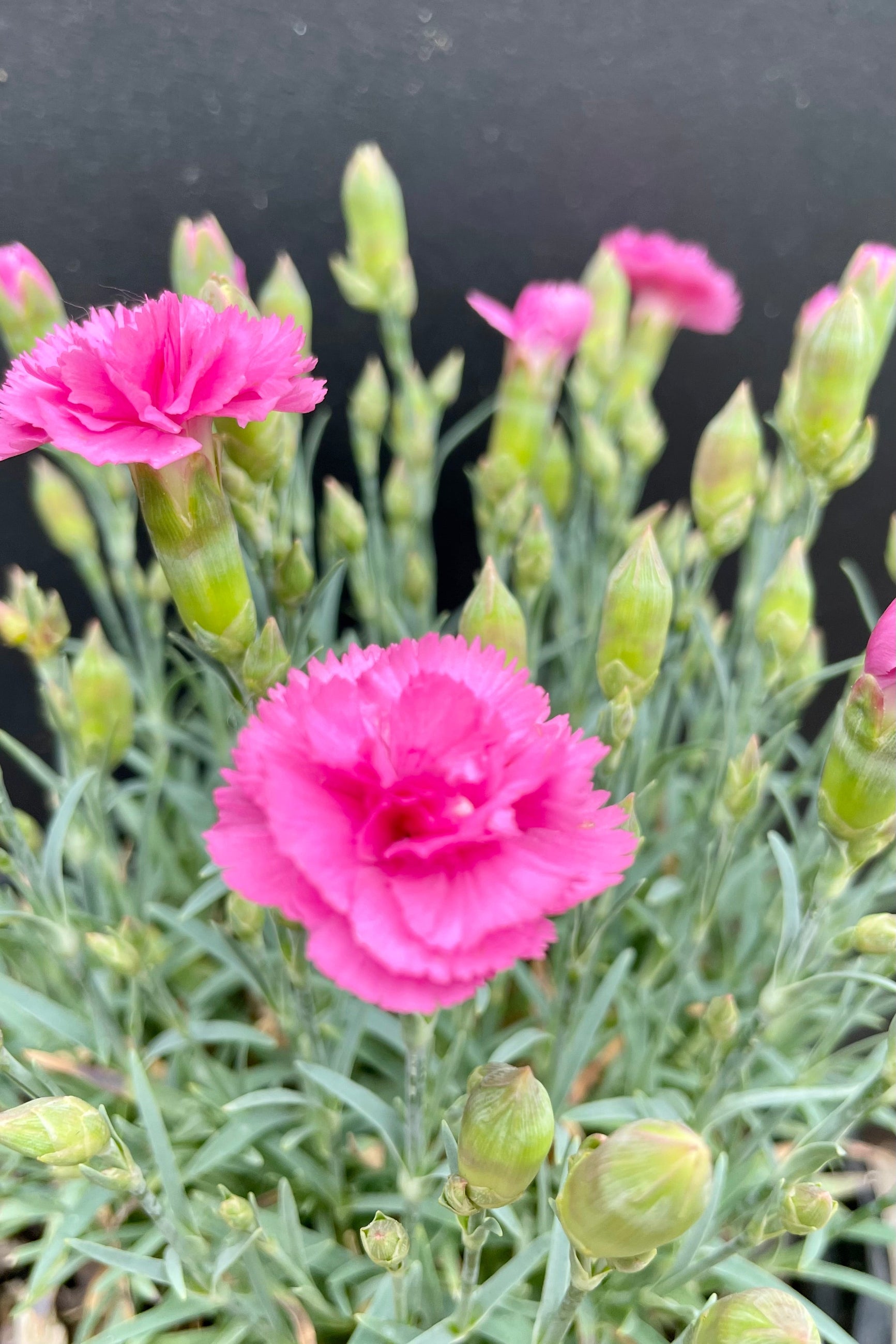 The bright pink double flowers of the Dianthus 'Double Bubble' in bud and bloom the beginning of June with a black background above blue-green needle like foliage at Sprout-home. ©Sprout Home