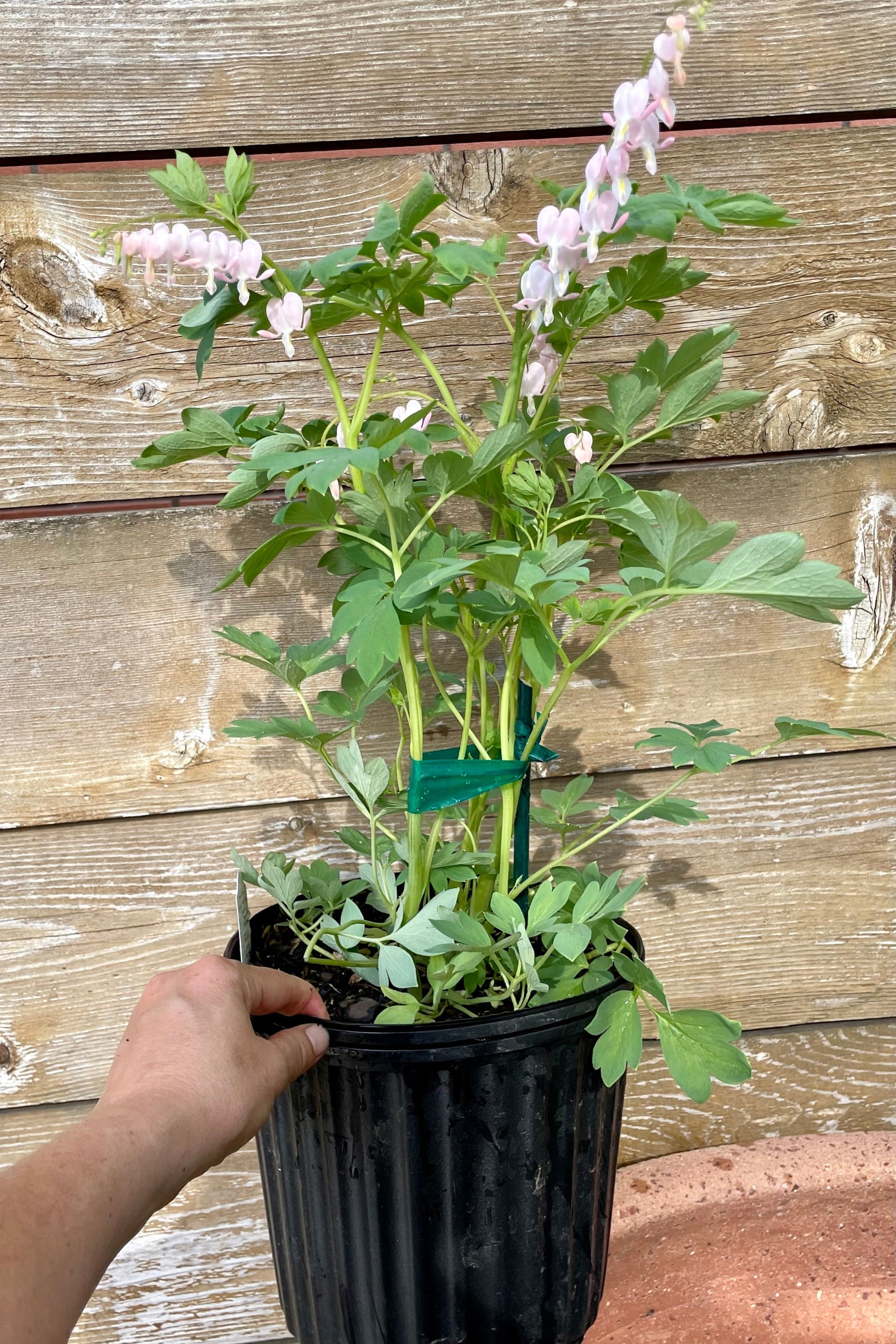 The Dicentra spectabillis 'Cupid' in a #2 growers pot in bloom showing the white and pink flowers in mid May at Sprout-home in a #2 container.  ©Sprout Home