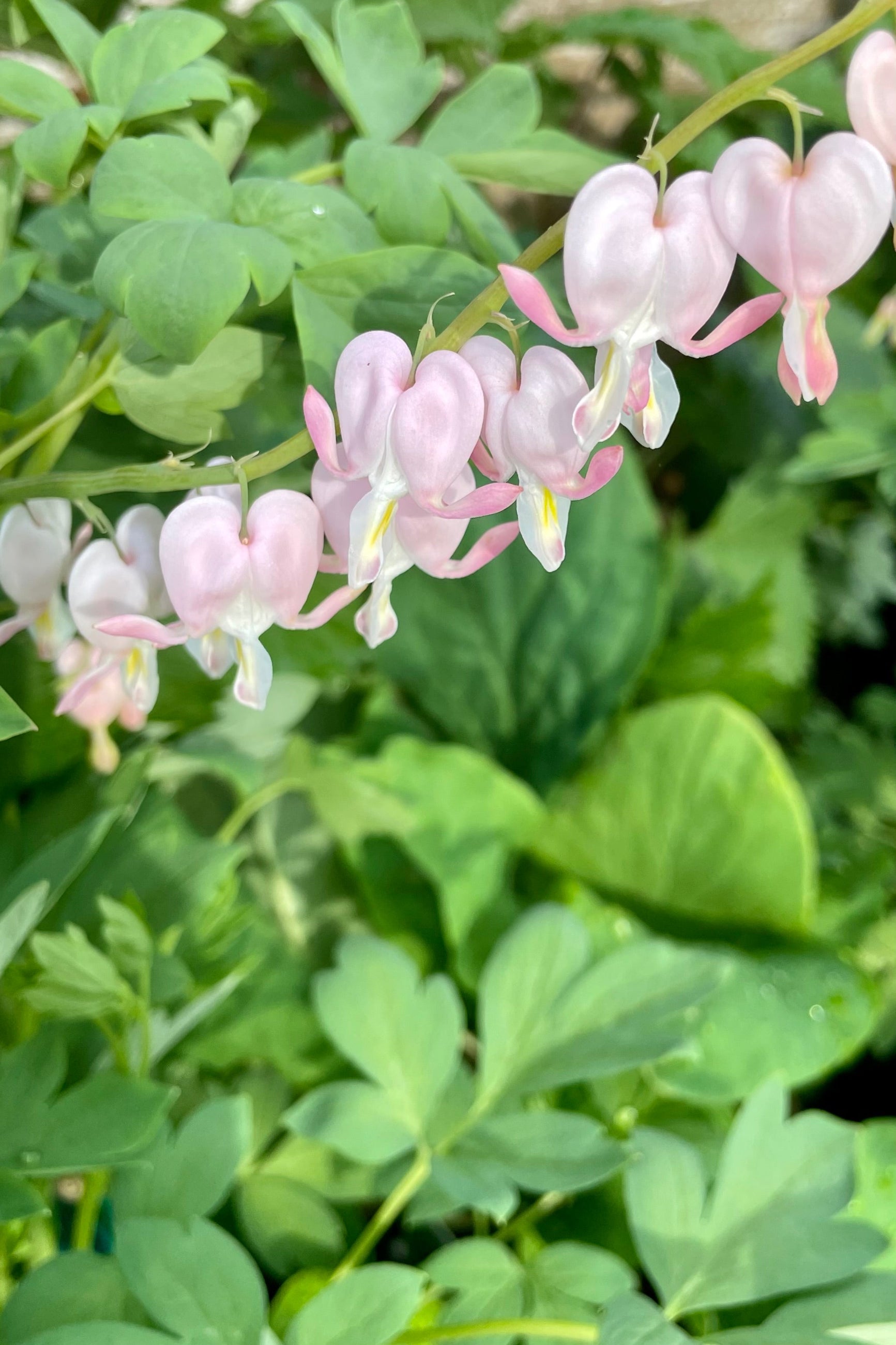The sweet pink and white blooms of the Dicentra 'Cupid' in full bloom mid May at Sprout-home with its light green leaves in the background. ©Sprout Home