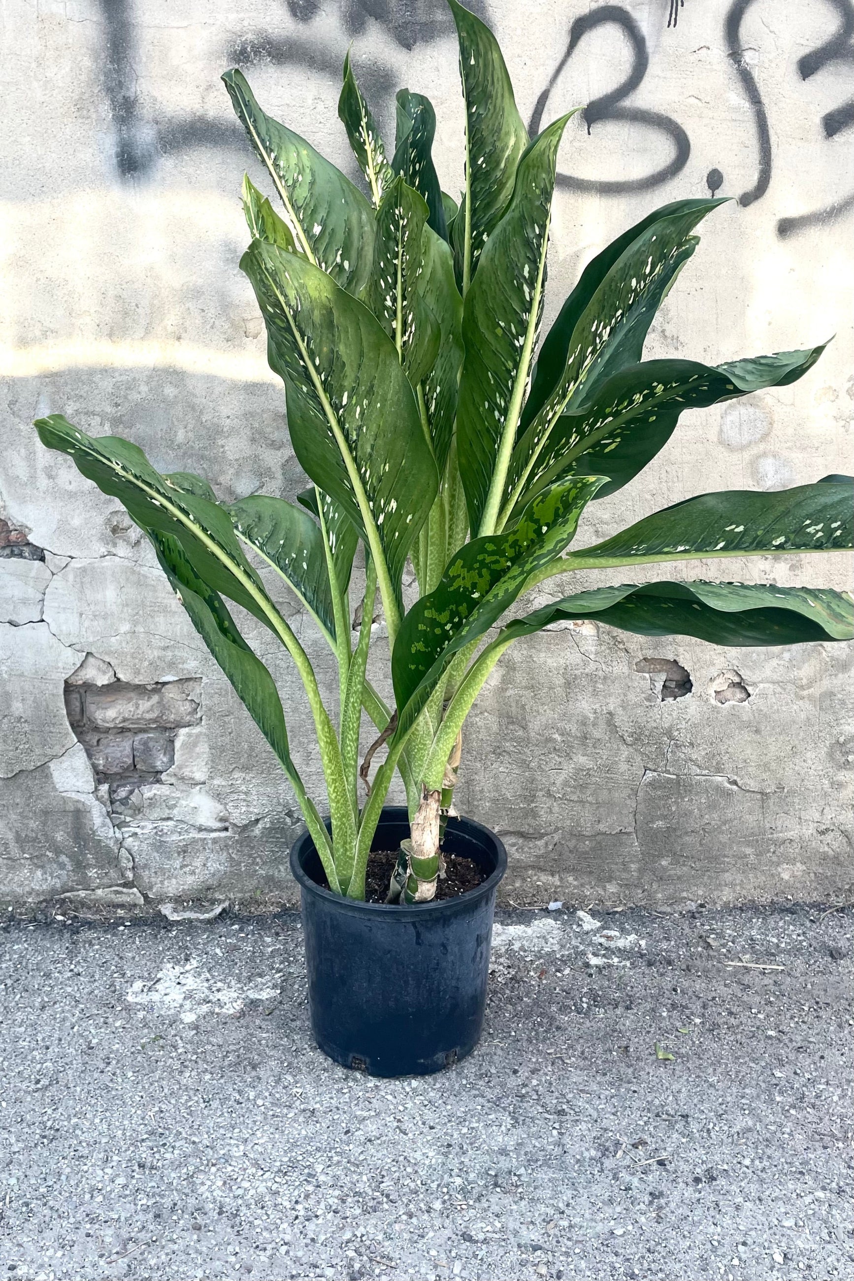 A full view of Dieffenbachia 'Crocodile' 12" in grow pot against concrete backdrop
