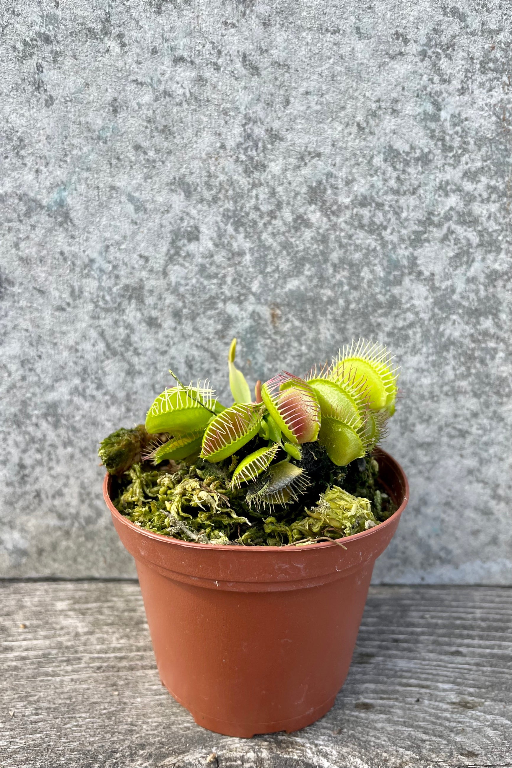 Dionaea "Venus Flytrap" 3" against a grey wall
