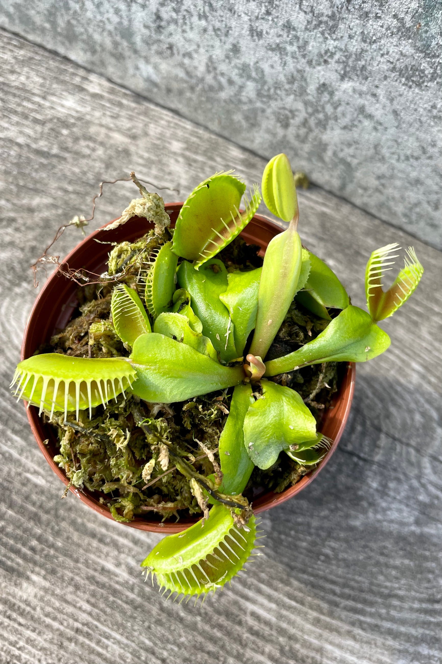 detail Dionaea "Venus Flytrap" 3" against a grey wall