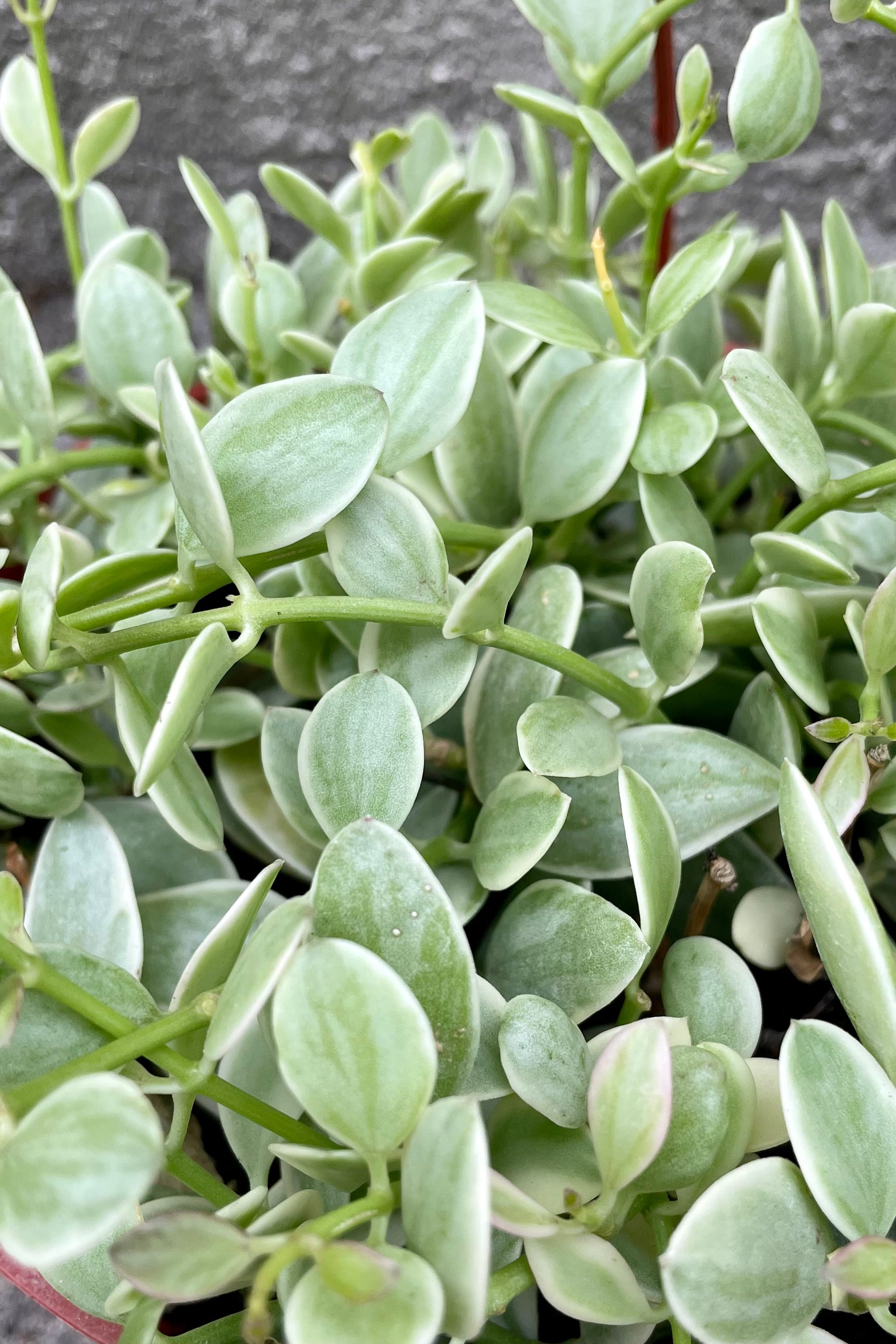 A detailed view of Dischidia 'Cascade' variegated 6" against concrete backdrop