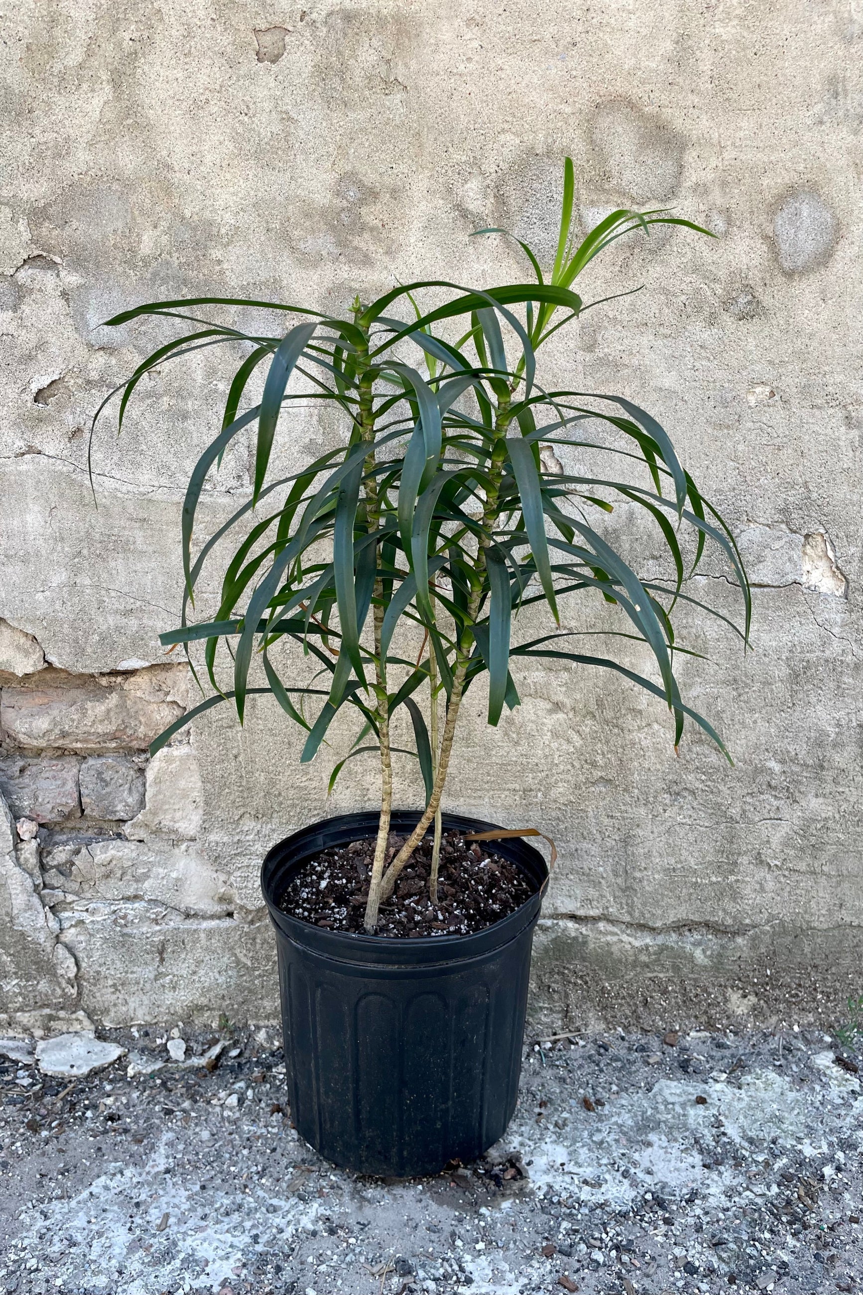 Dracaena 'Anita' clump form 10" against a grey wall