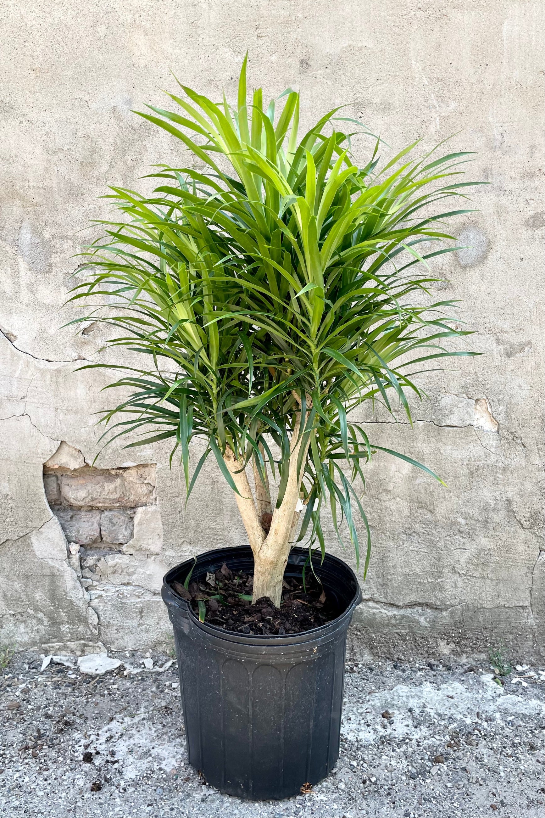 Dracaena 'Anita' standard stump style in a 12" growers pot against a gray wall showing the blade like green leaves at Sprout-home.