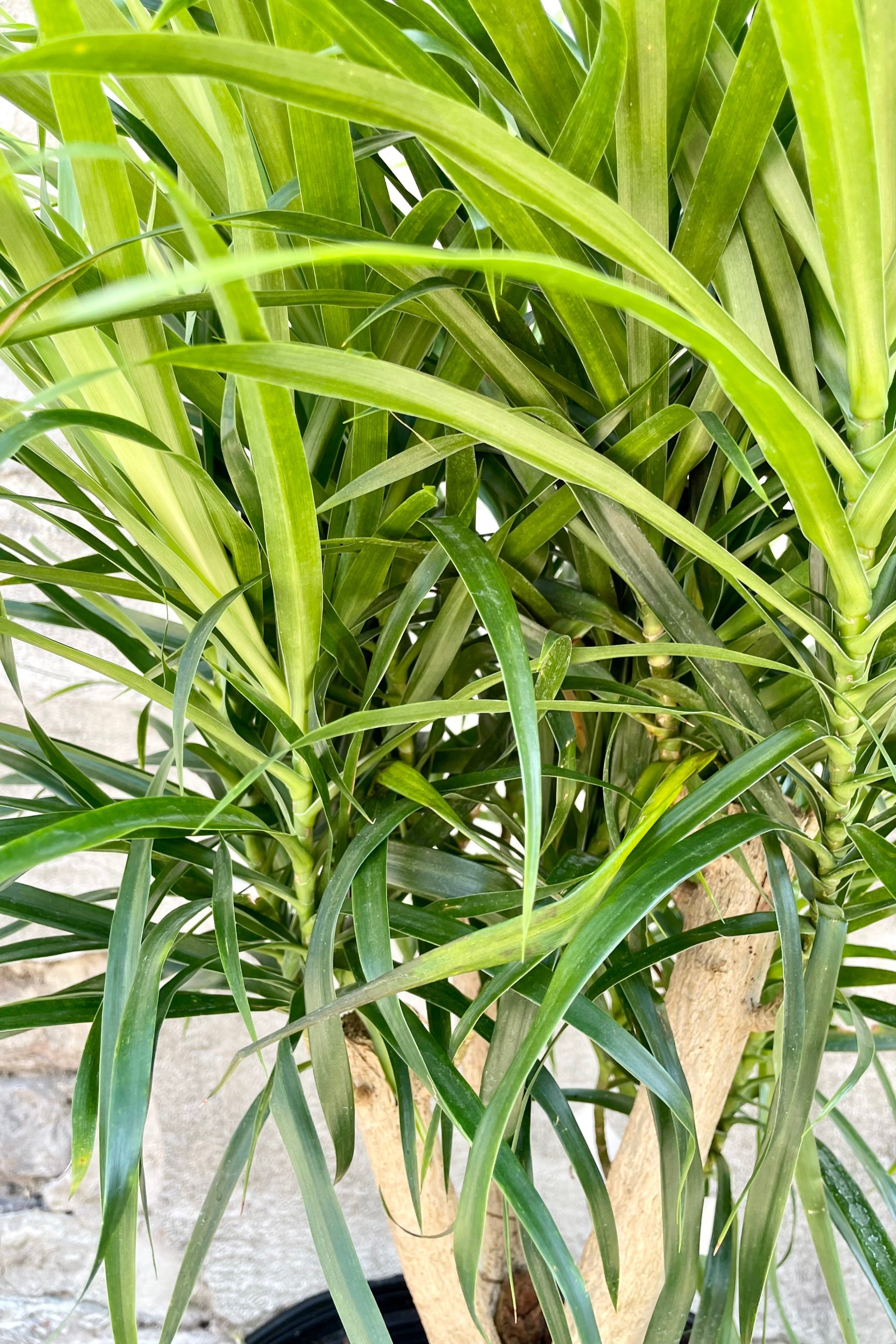 A detail picture of the green slim sword shape leaves of the Dracaena 'Anita'