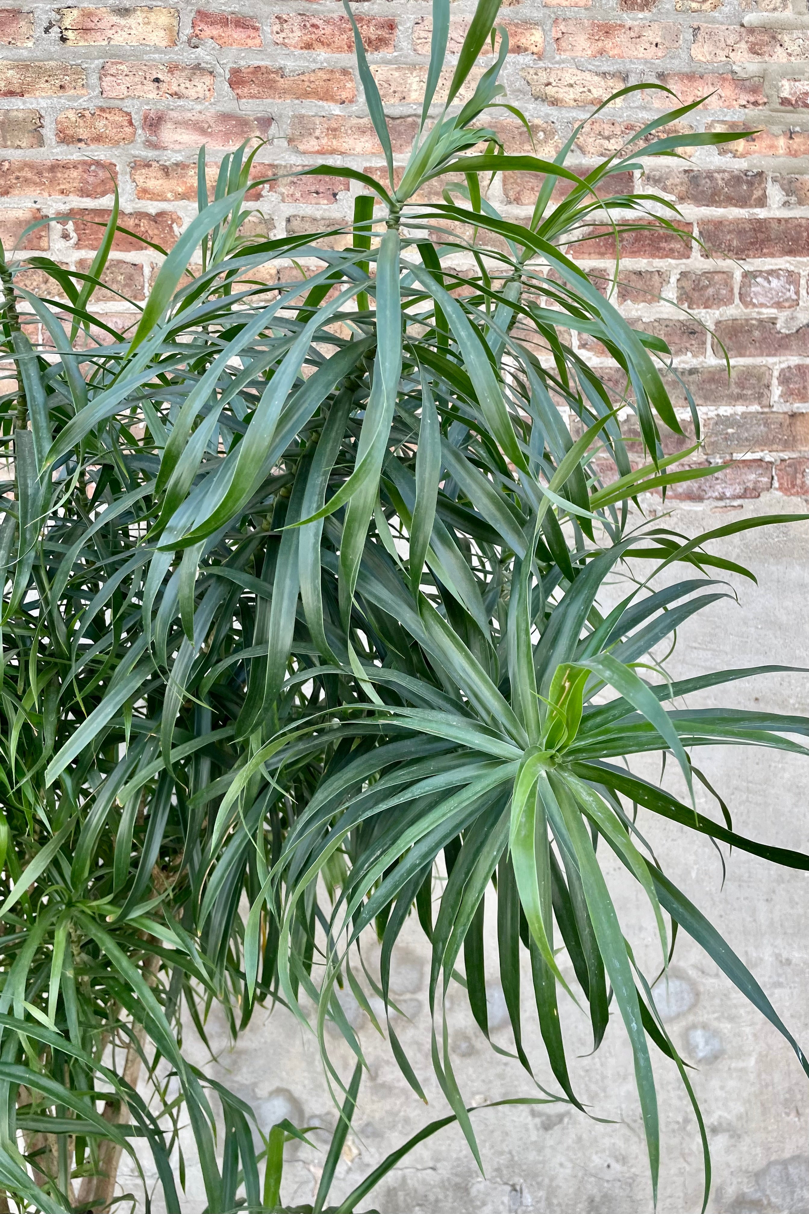 Dracaena 'Anita' 17" detail of green shaggy tree leaves against a grey wall.