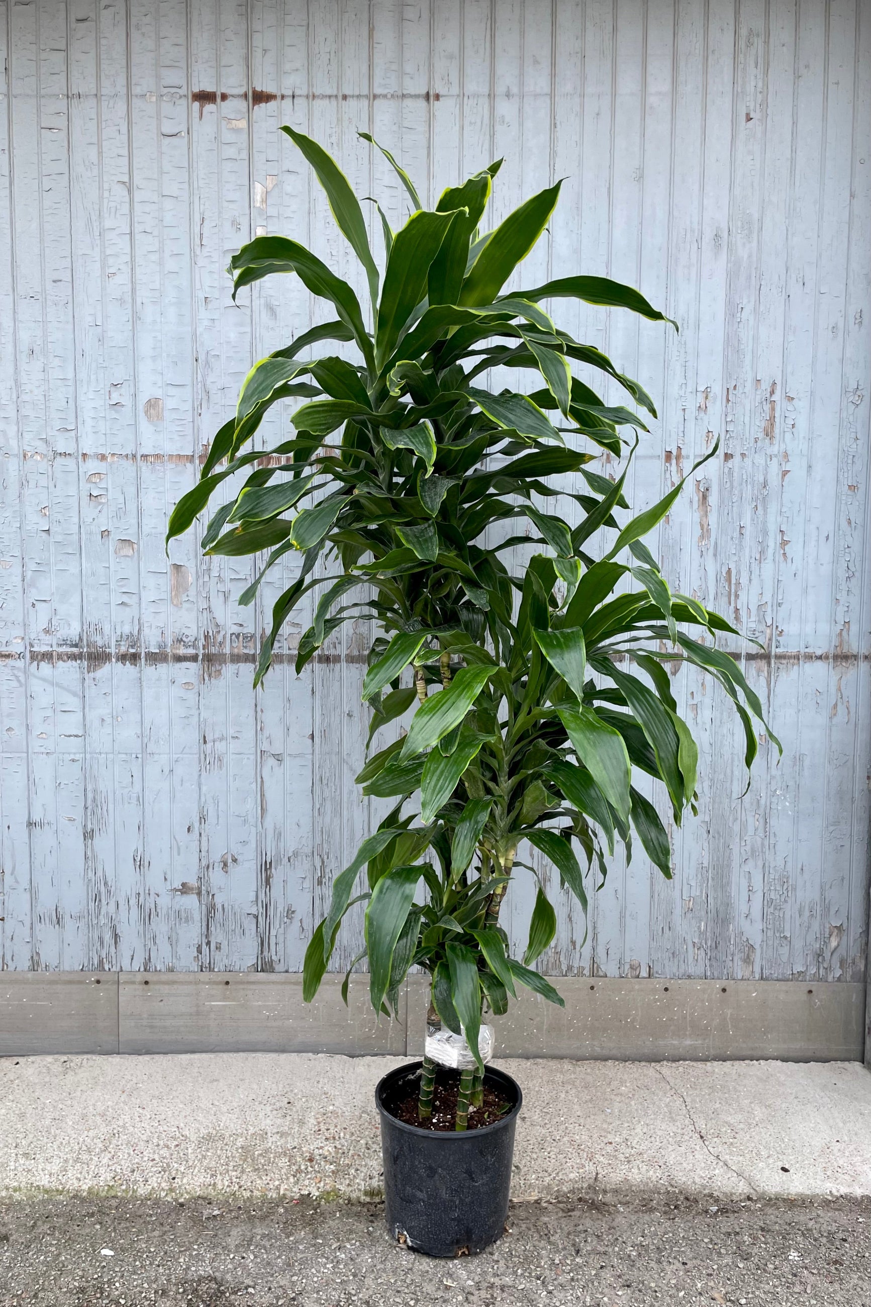Dracaena 'Art' standing tall against a painted wood wall in a 10" growers pot at Sprout-home. 