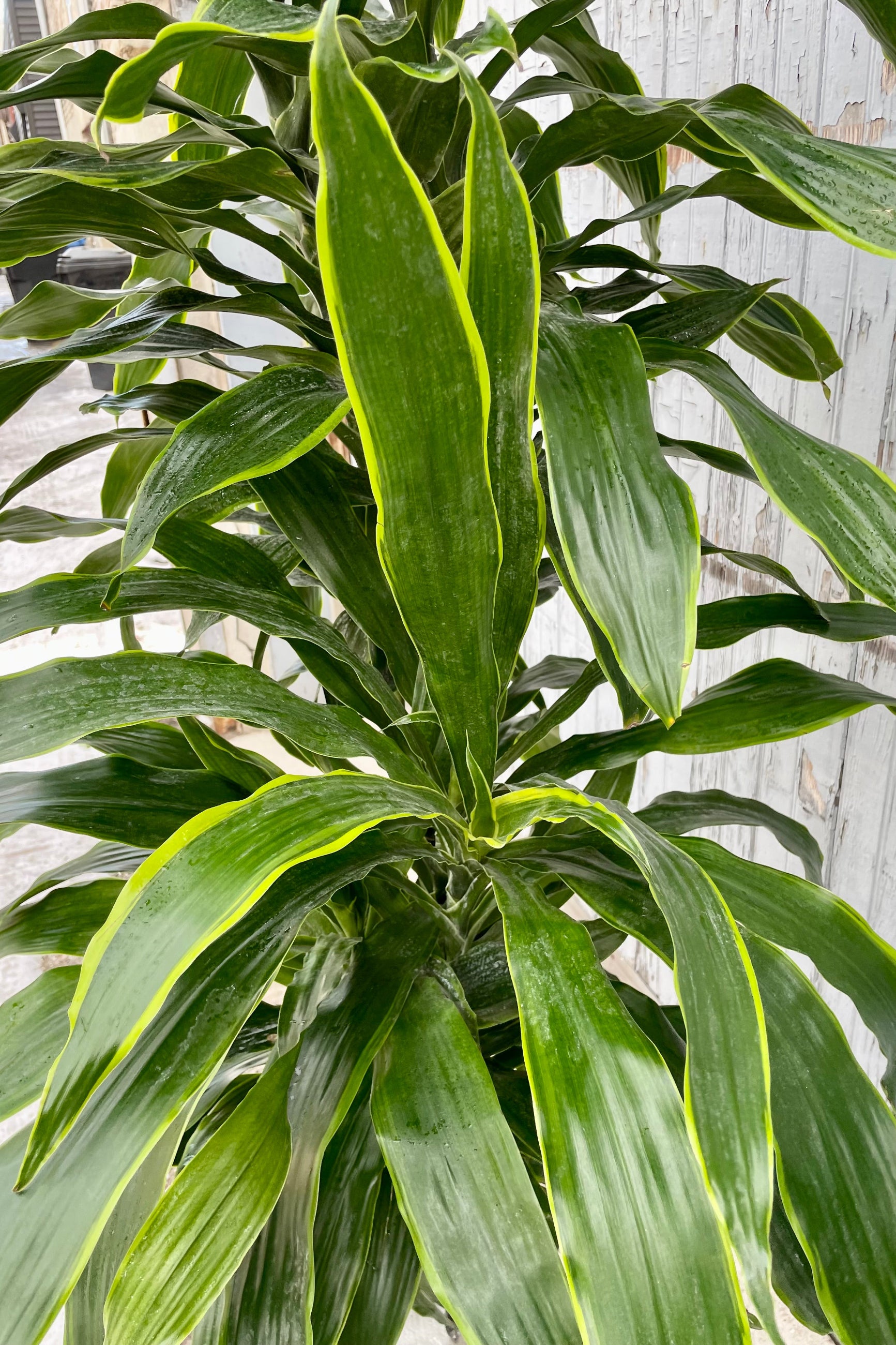 Dracaena 'Art' detail picture showing the long green leaves with hints of yellow at Sprout-home.
