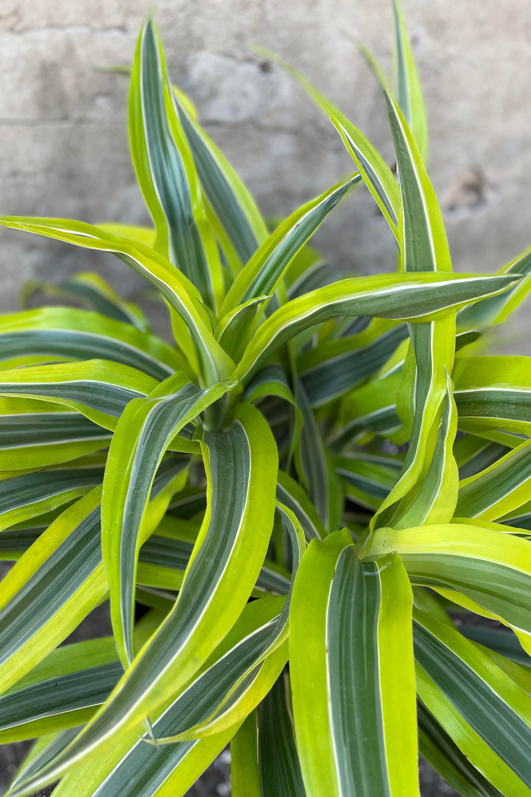 Close up of Dracaena deremensis 'Lemon Lime'