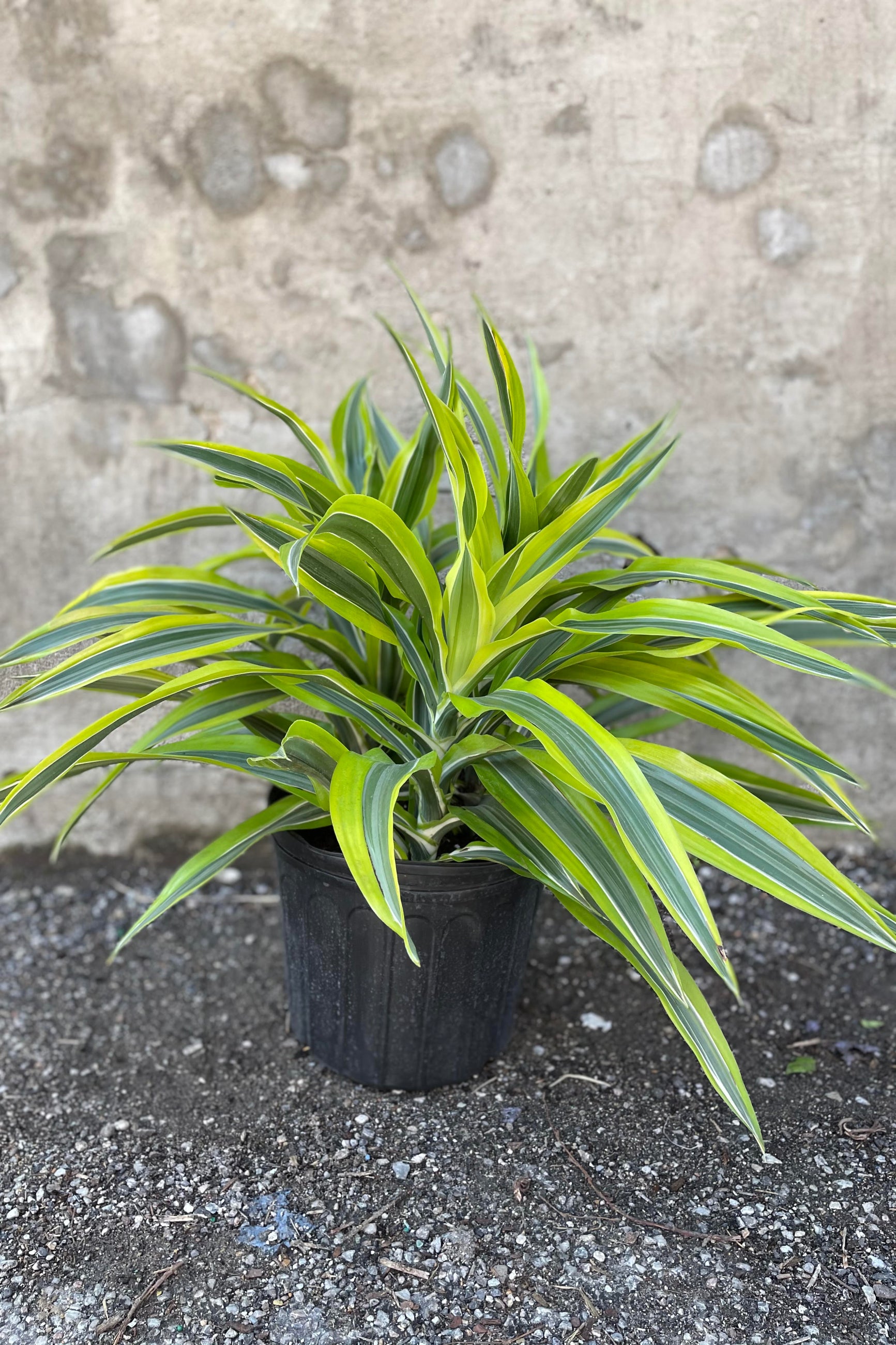 Dracaena deremensis 'Lemon Lime' 10" in front of concrete wall