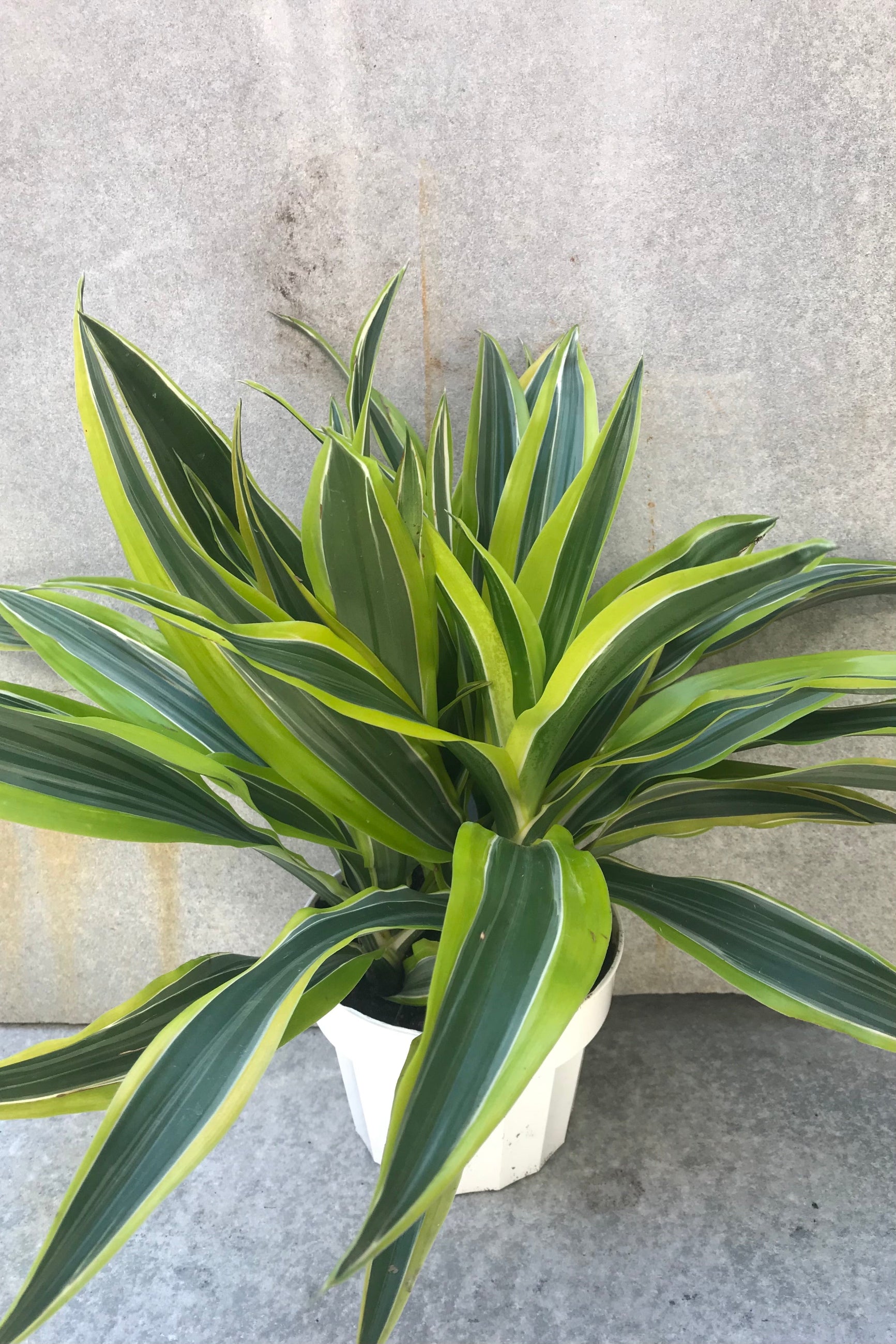 Dracaena deremensis 'Lemon Lime' 6"