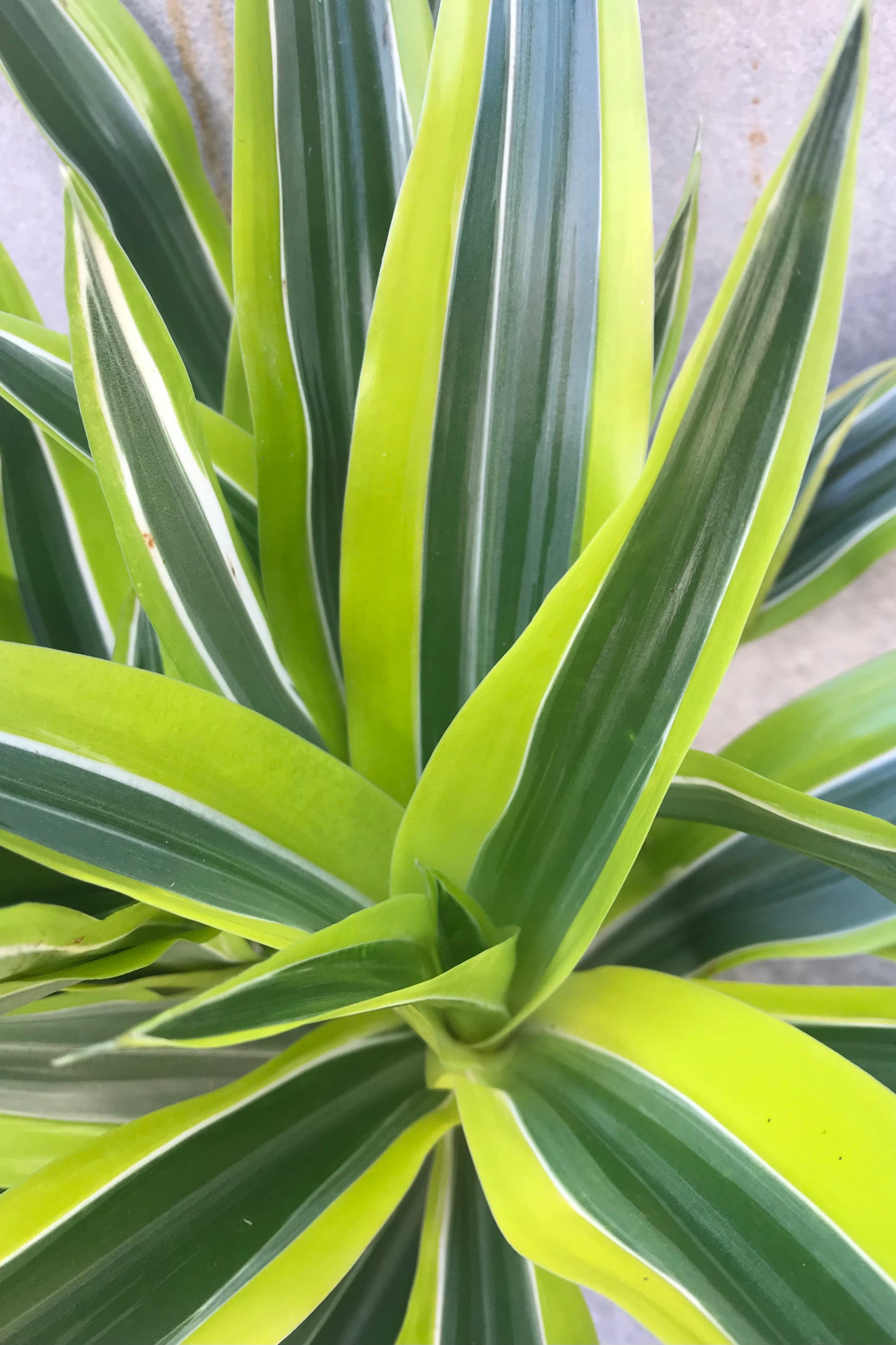 Dracaena deremensis 'Lemon Lime' 6"