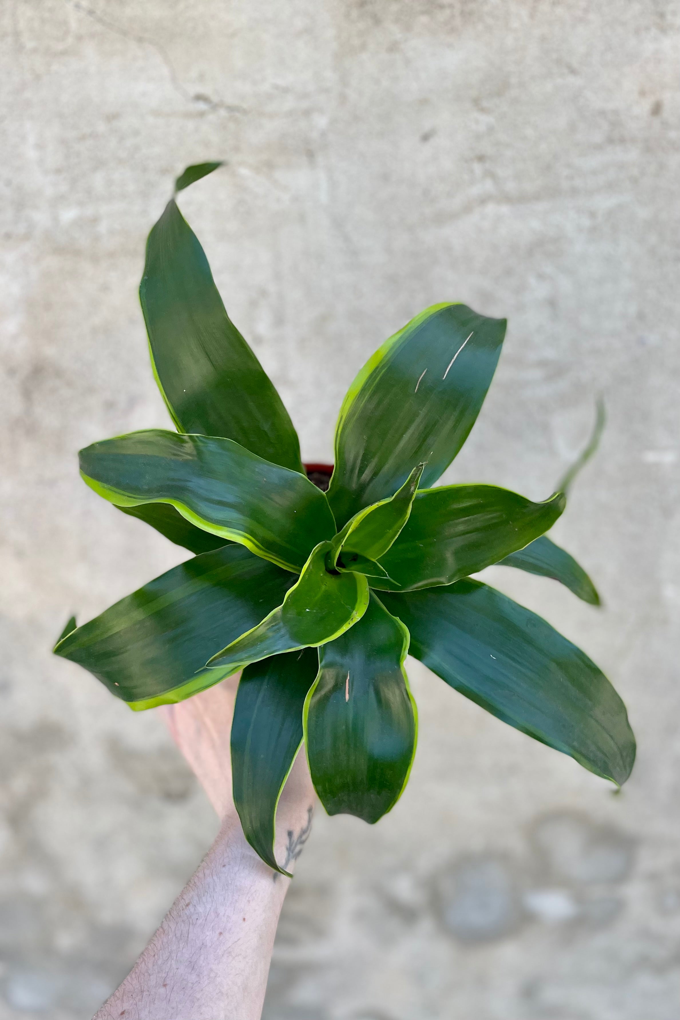 detail of Dracaena deremensis 'Dorado' 4" against a grey wall