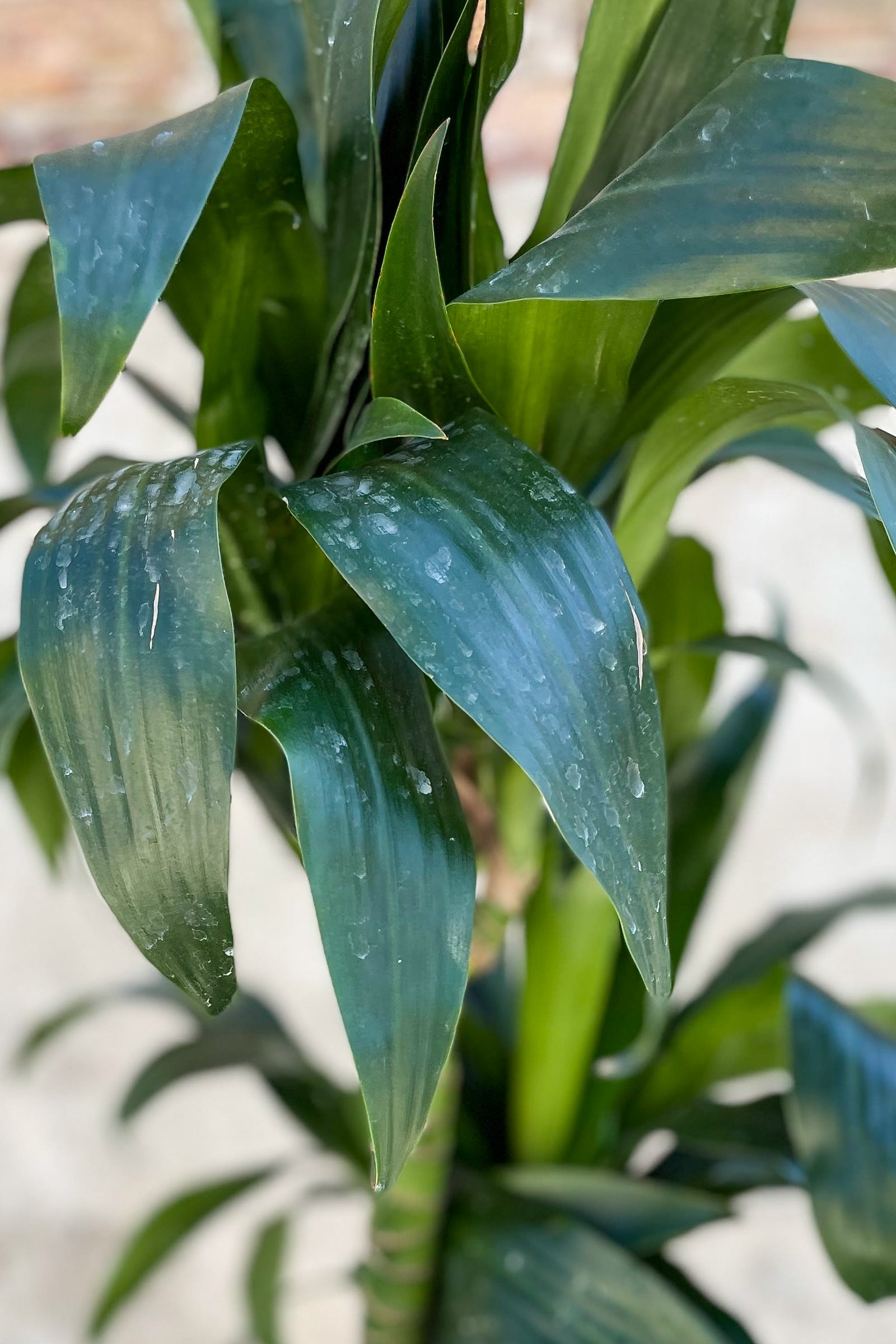 Close up of Dracaena 'Elegans' staggered cane foliage