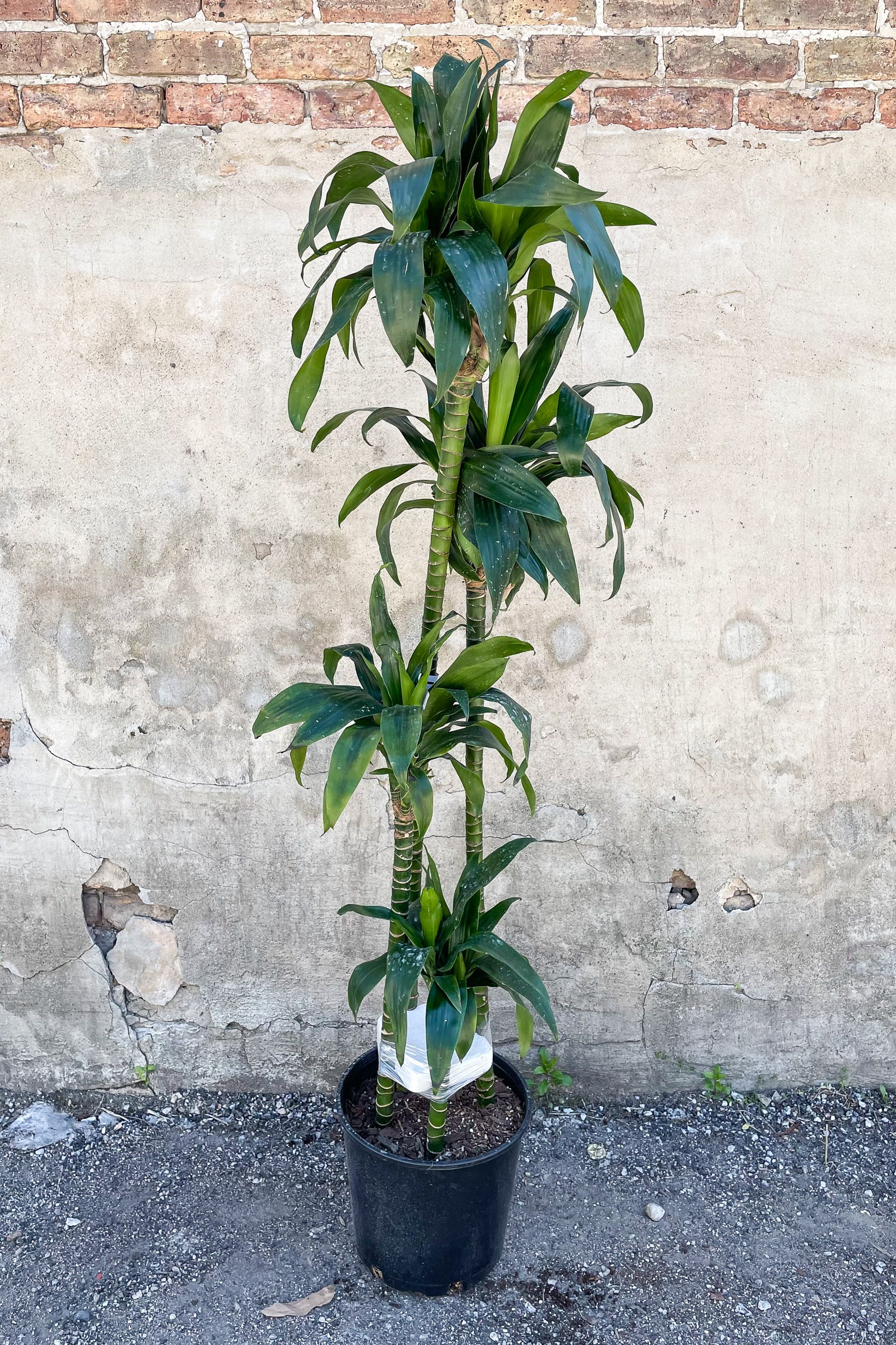 Dracaena 'Elegans' staggered cane potted in front of concrete wall