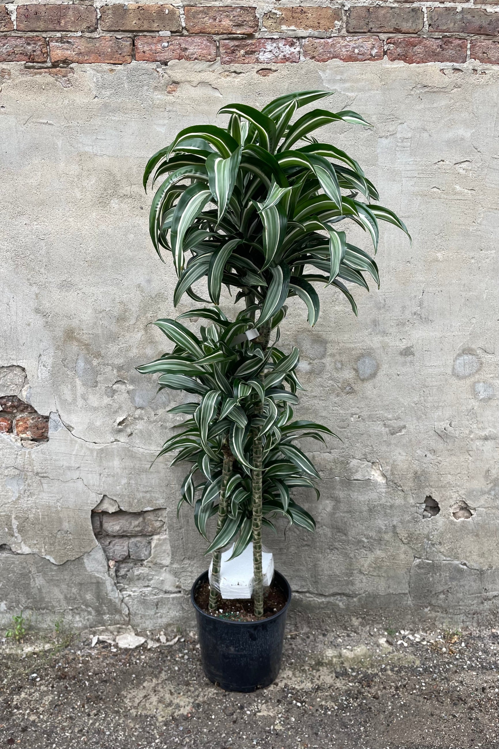 Dracaena fragrans 'Jade Jewel' with a 10" black growers pot against a grey wall