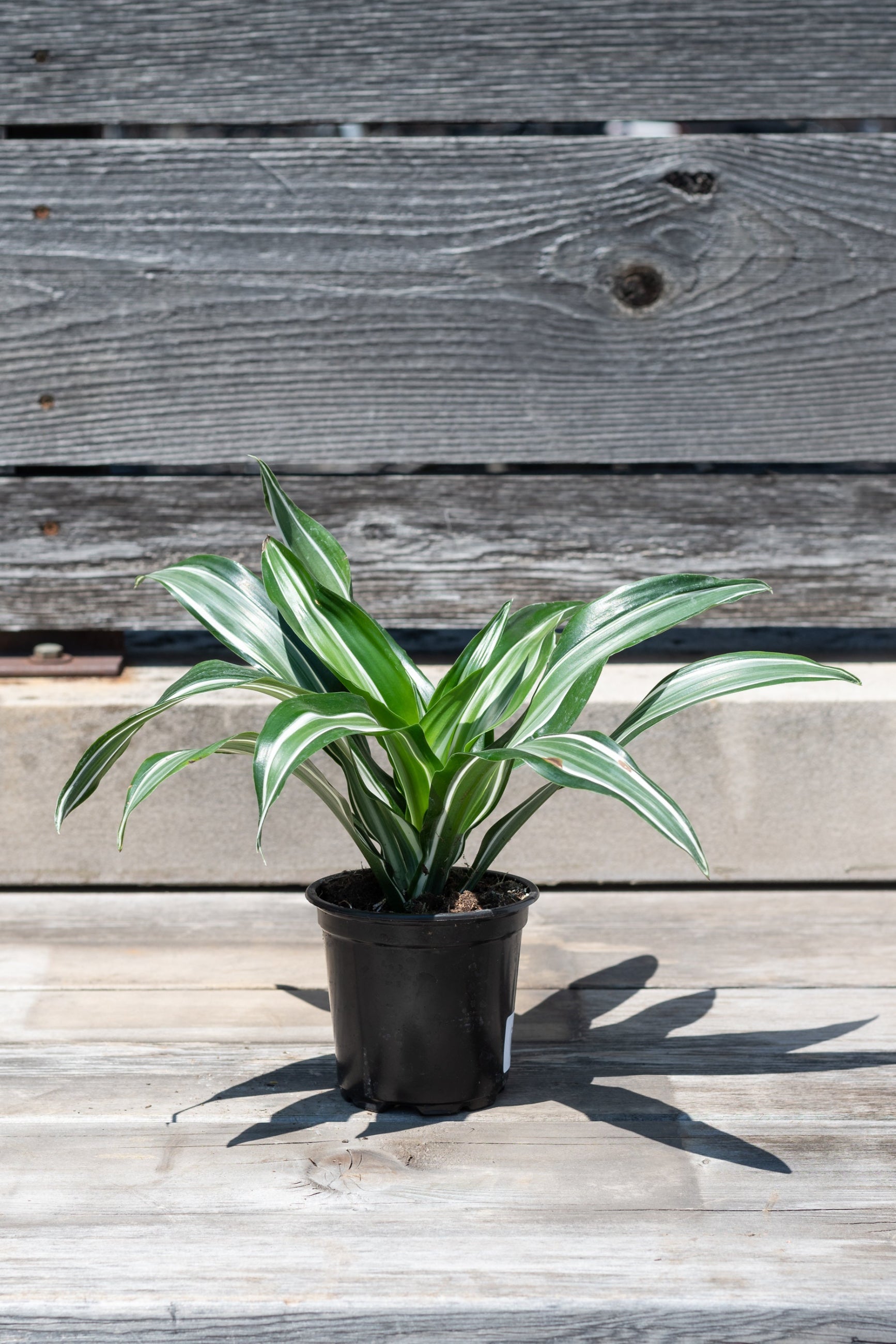 Dracaena fragrans 'Jade Jewel' in grow pot in front of grey wood background