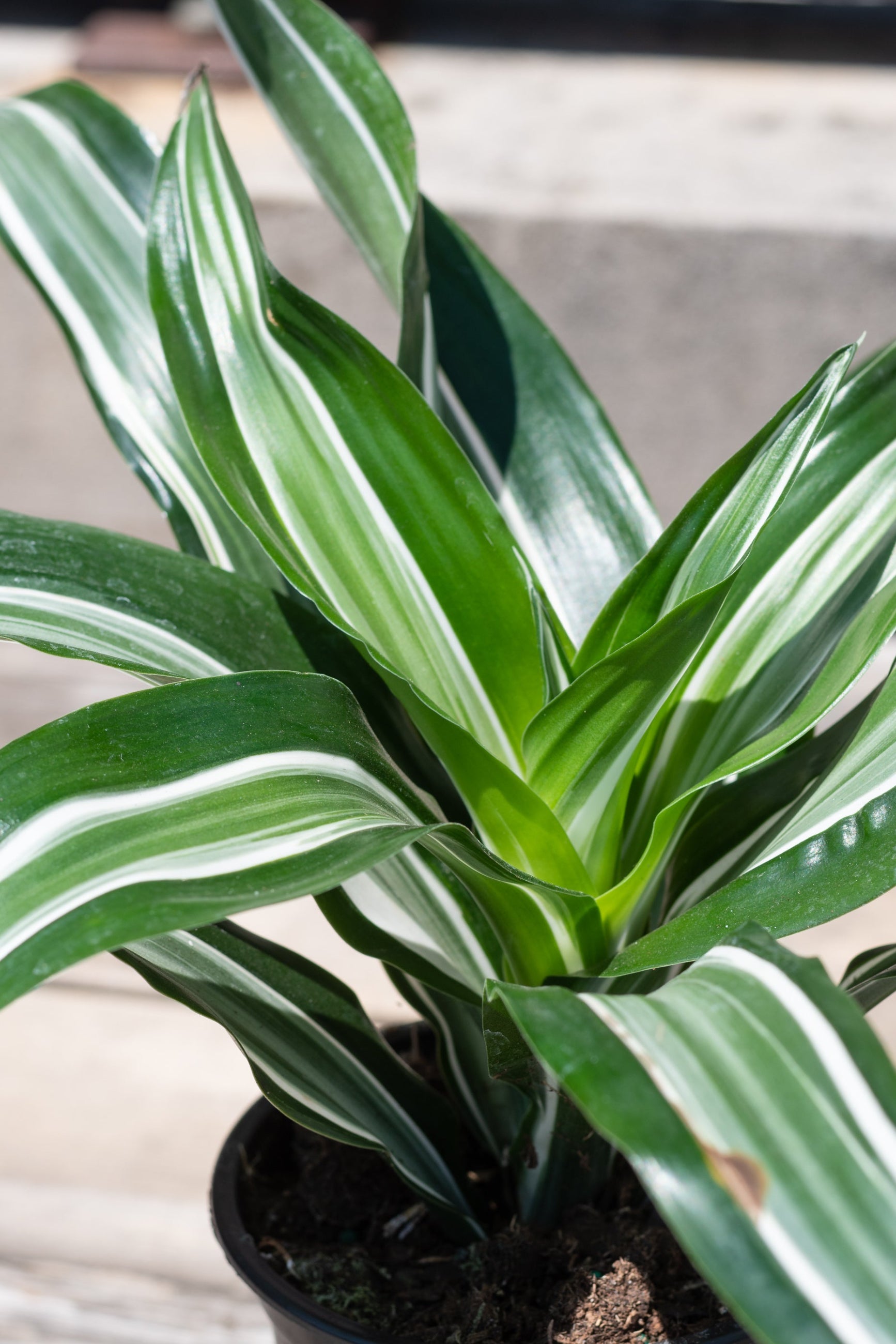 Close up of Dracaena fragrans 'Jade Jewel' foliage