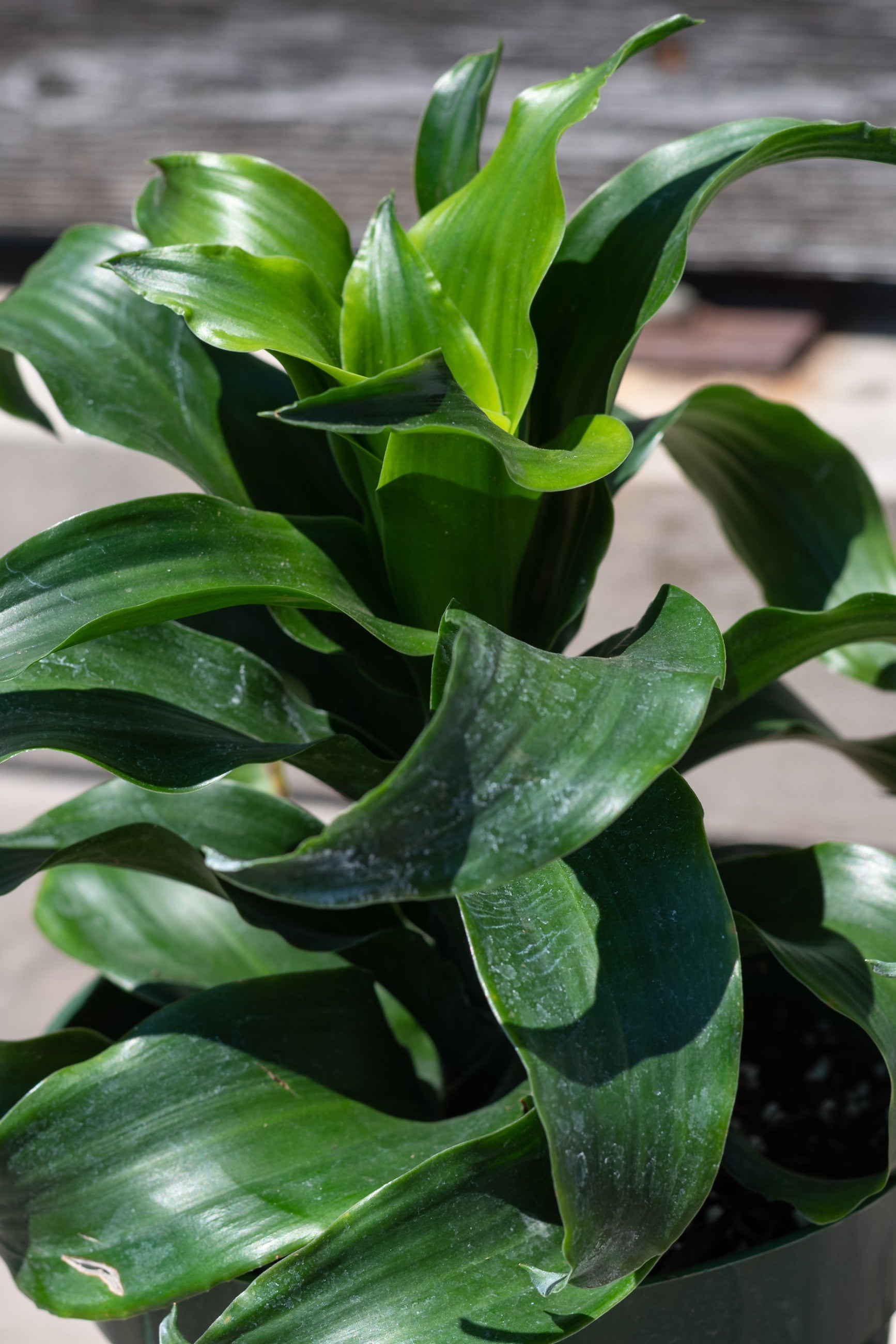 Close up of Dracaena fragrans 'Twister' leaves