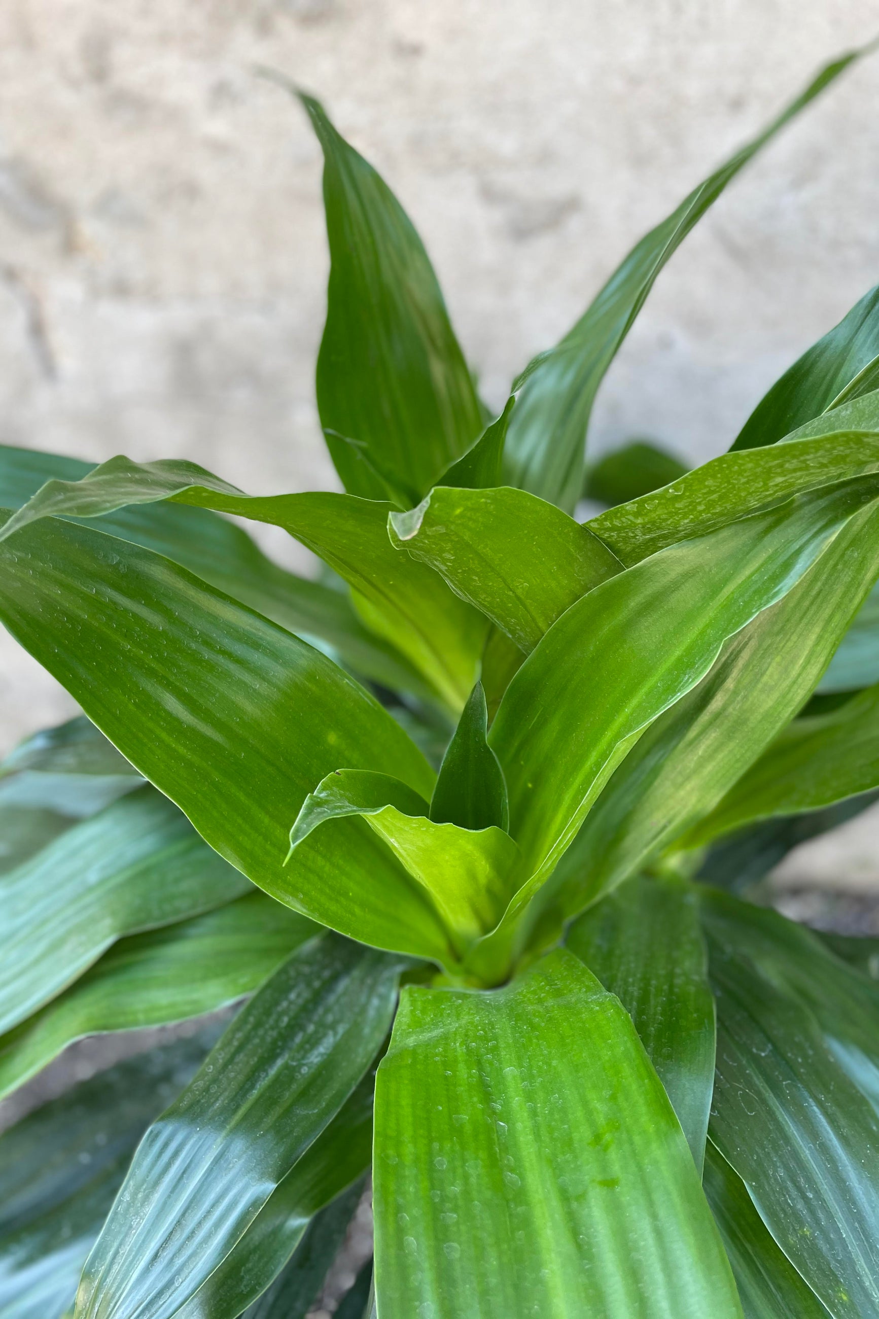 Close up of Dracaena 'Janet Craig' leaves