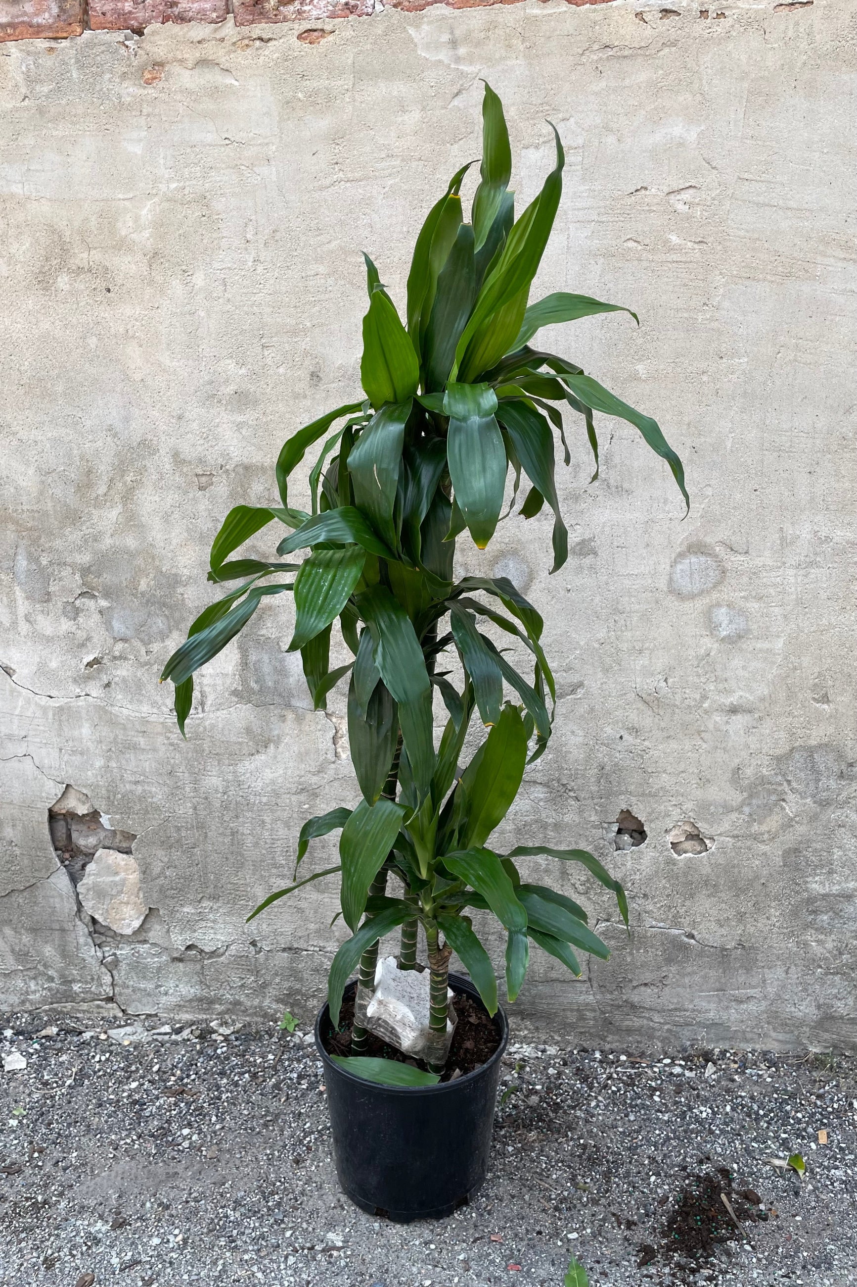 Dracaena 'Janet Craig' staggered cane in a 10" growers pot against a grey wall. 