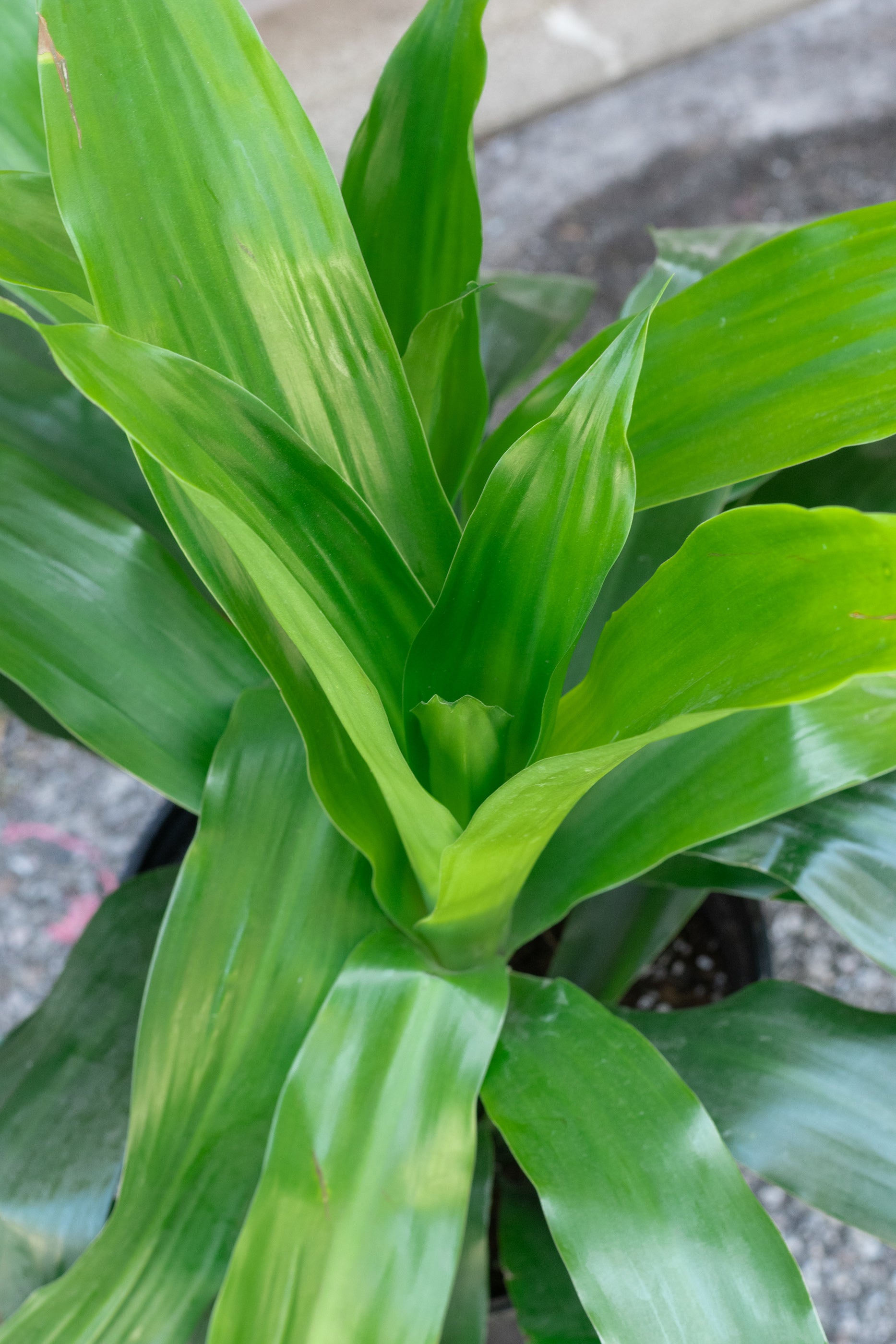 Dracaena 'Janet Craig' 8"