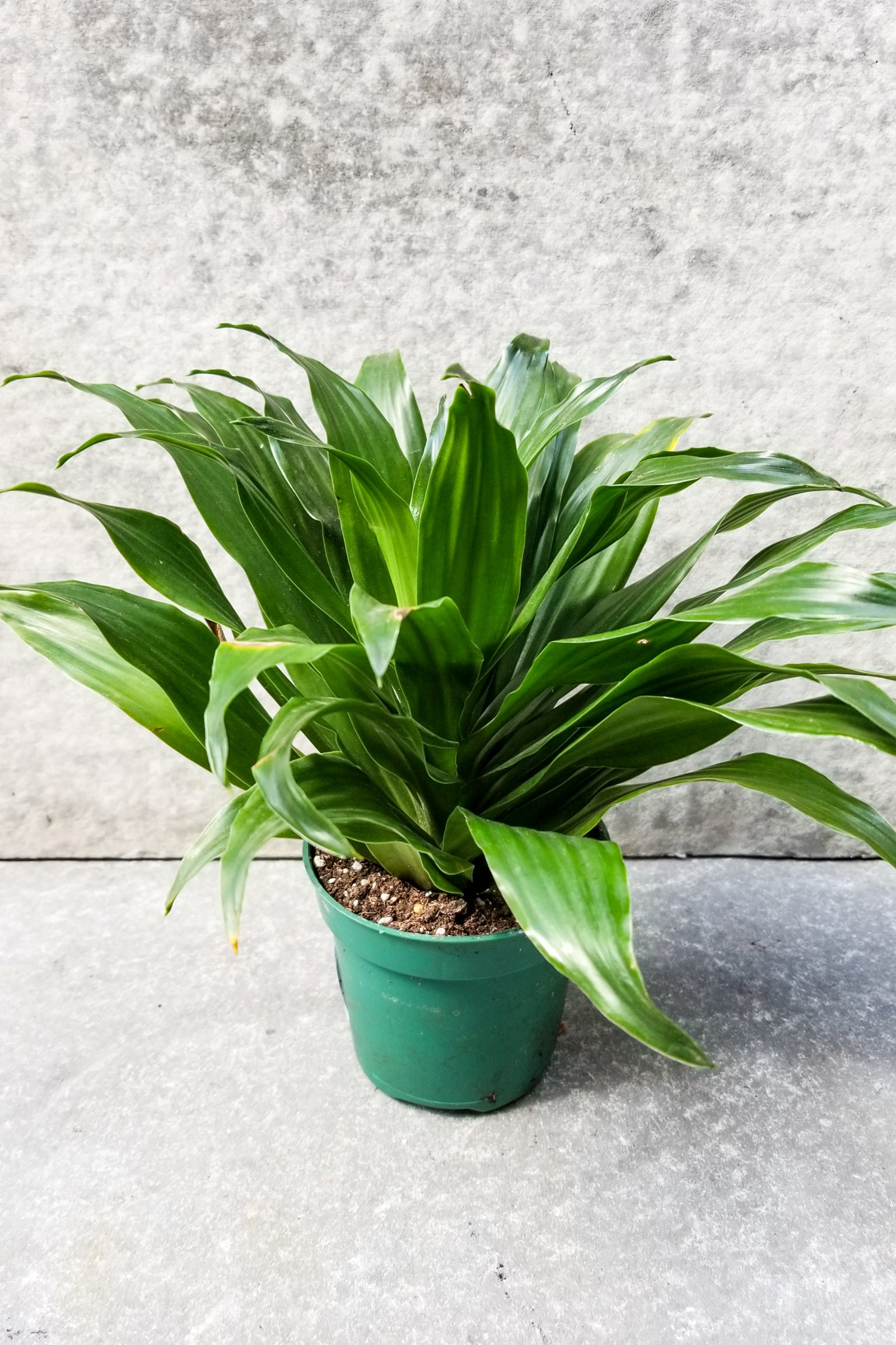 Dracaena 'Janet Craig Compacta' 4"