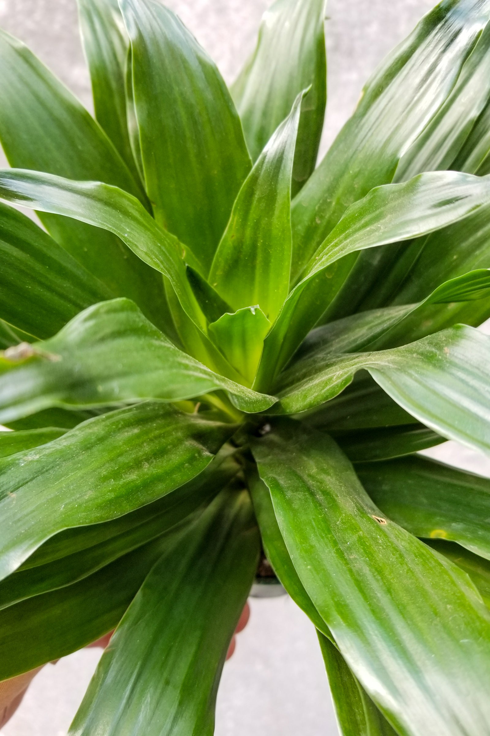 Dracaena 'Janet Craig Compacta' 4"