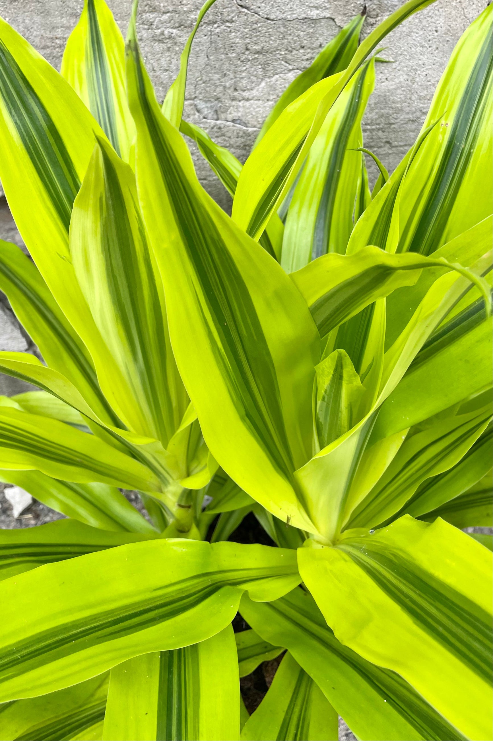 A detailed view of Dracaena 'Kristi' tips 8" against concrete backdrop