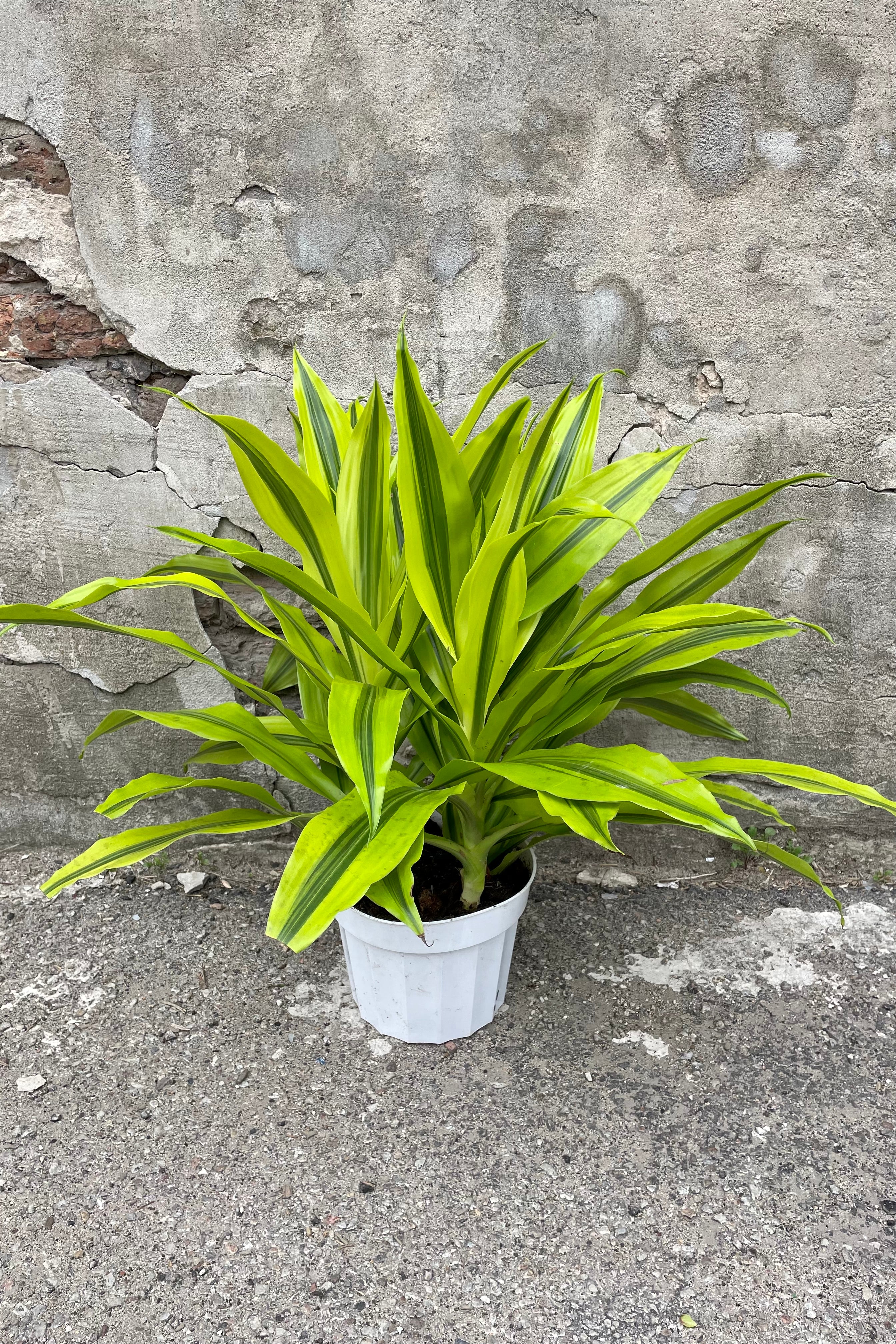 A full view of Dracaena 'Kristi' tips 8" in grow pot against concrete backdrop